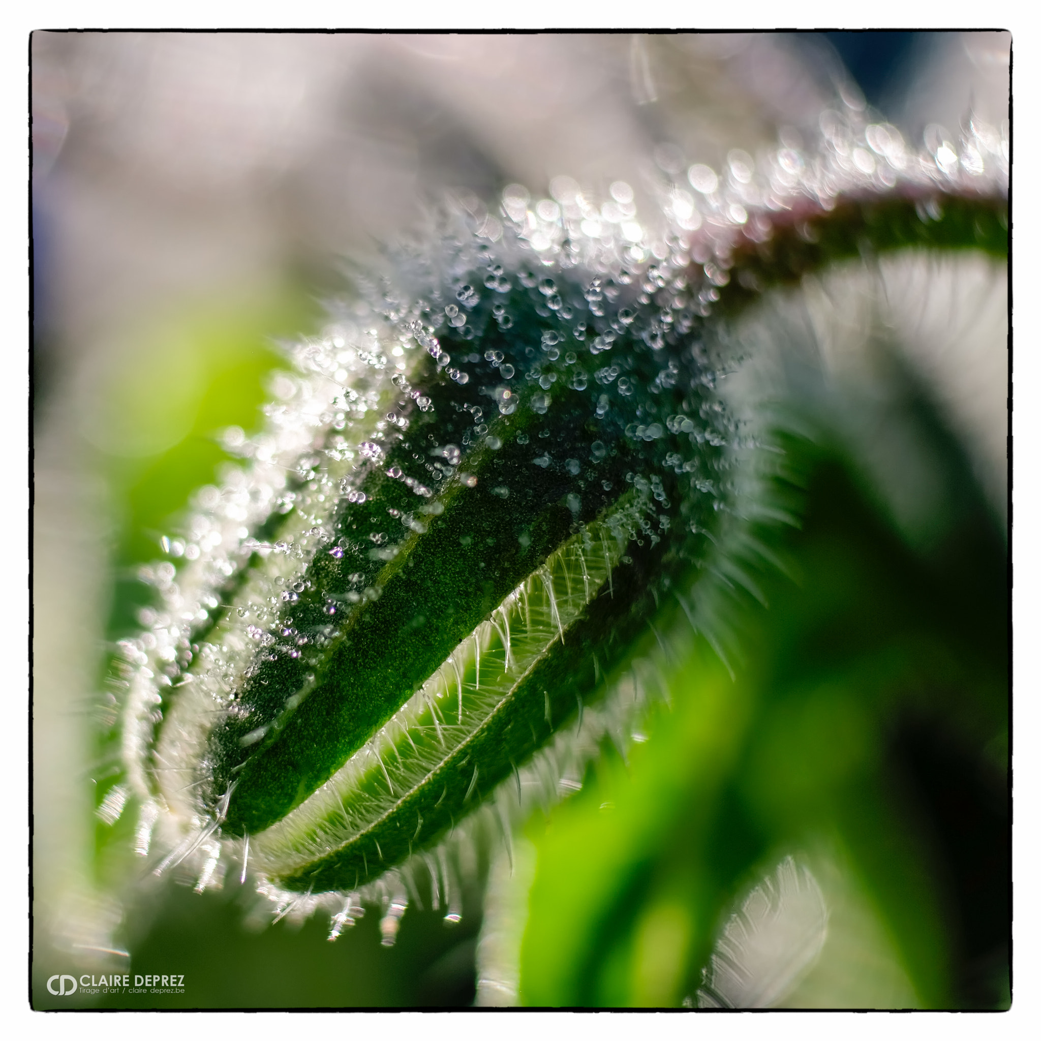 Fujifilm X-T1 + Fujifilm XF 60mm F2.4 R Macro sample photo. Cracoucas photography