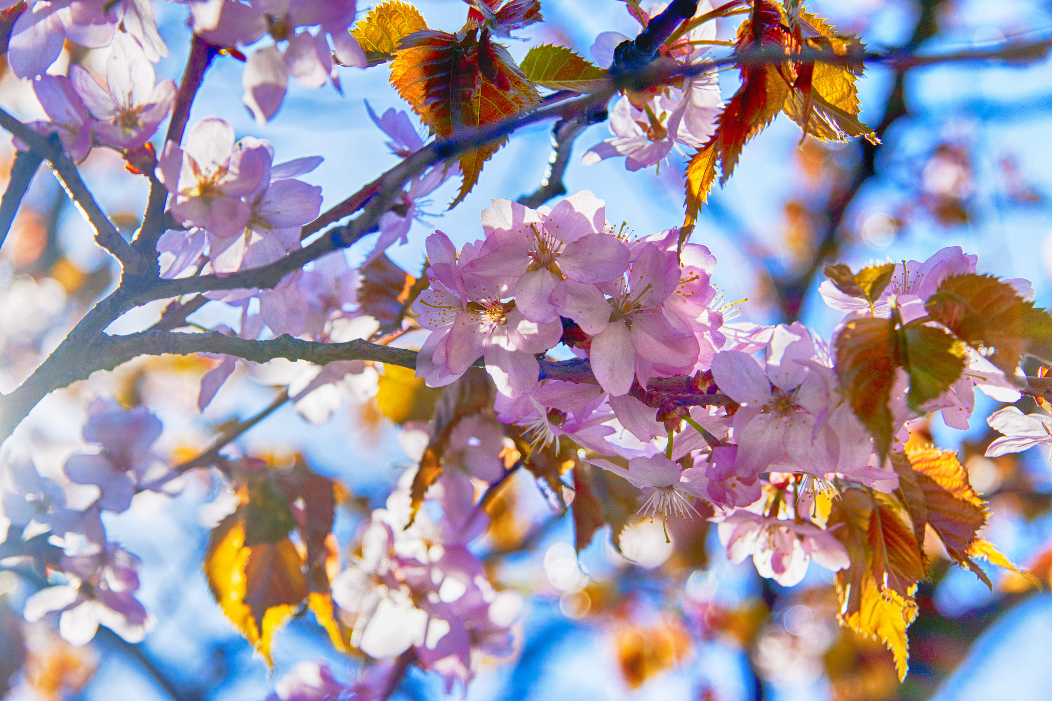 Canon EF-S 17-85mm F4-5.6 IS USM sample photo