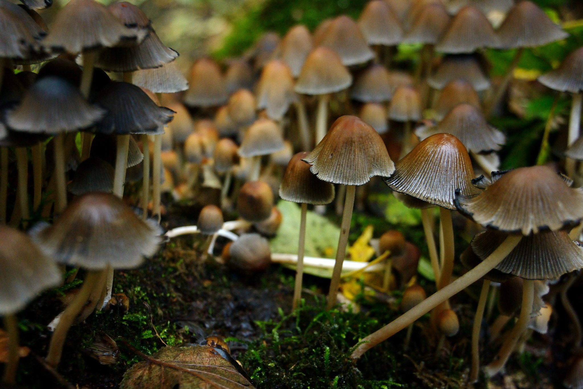 Nikon D3100 sample photo. Enter the mushroom jungle photography