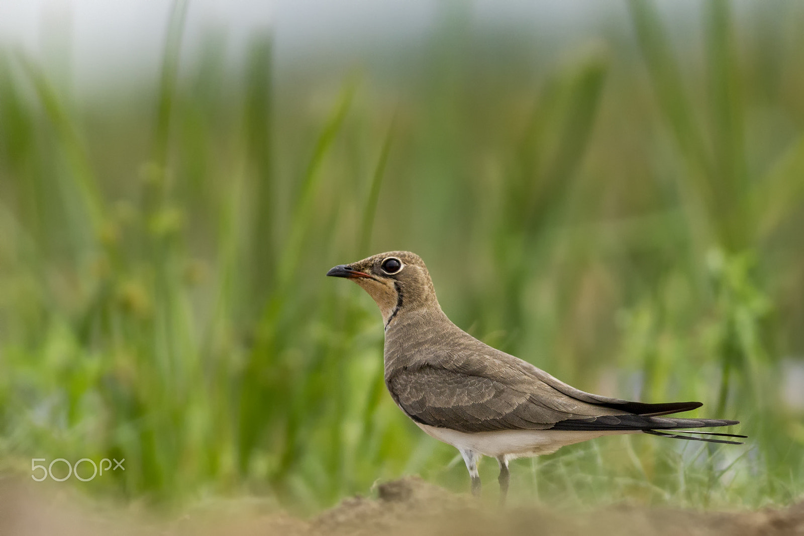 Canon EOS 60D + Canon EF 400mm F5.6L USM sample photo. Oriental pratincole @ mangalajodi photography