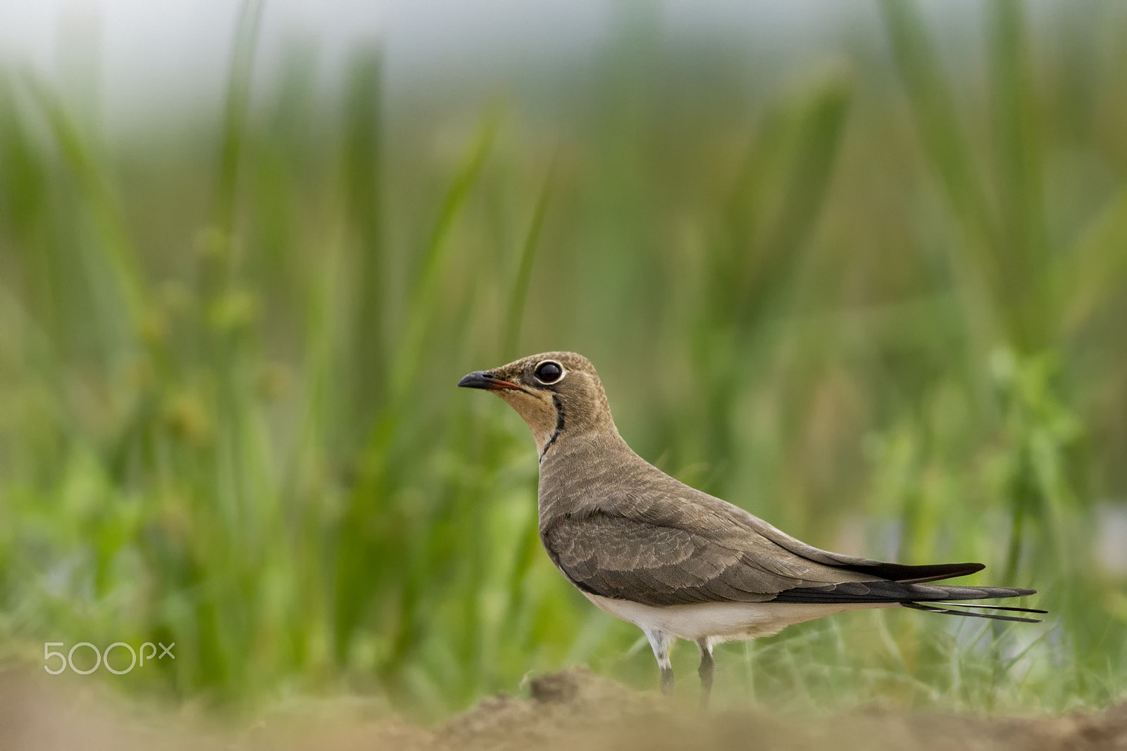 Canon EOS 60D sample photo. Oriental pratincole @ mangalajodi photography