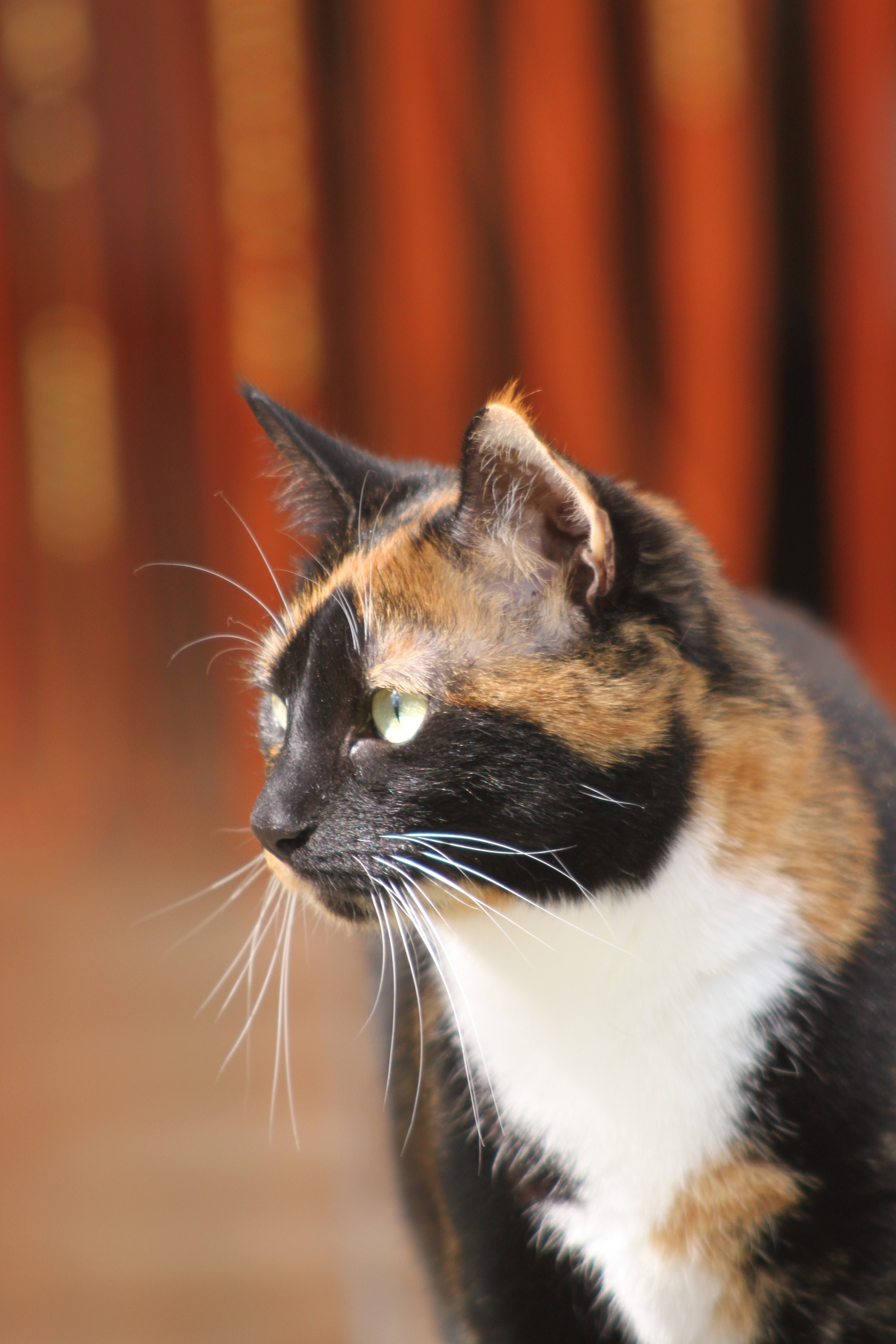 Canon EF 100-300mm F4.5-5.6 USM sample photo. Flocke photography