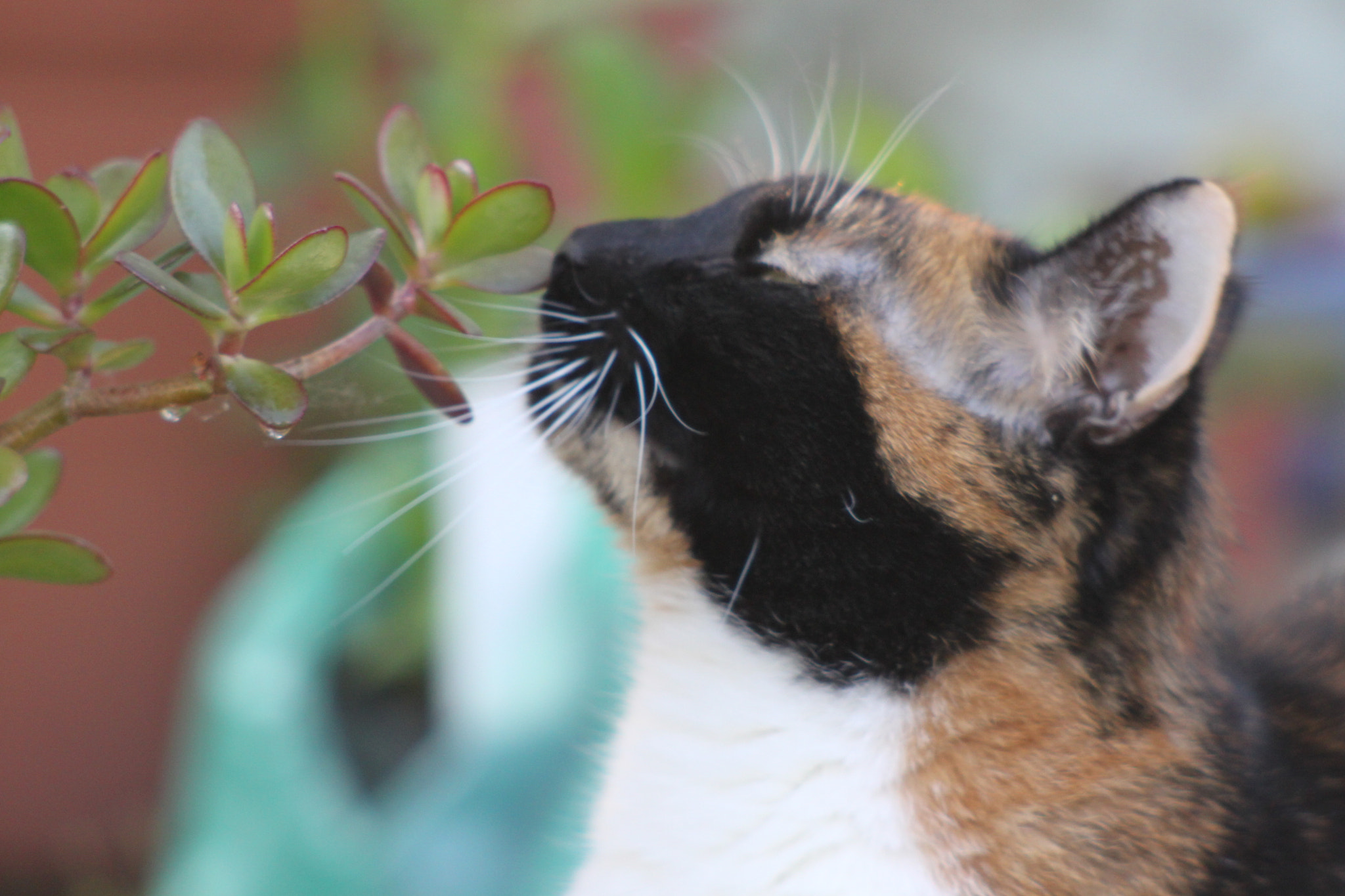 Canon EF 100-300mm F4.5-5.6 USM sample photo. Flocke photography