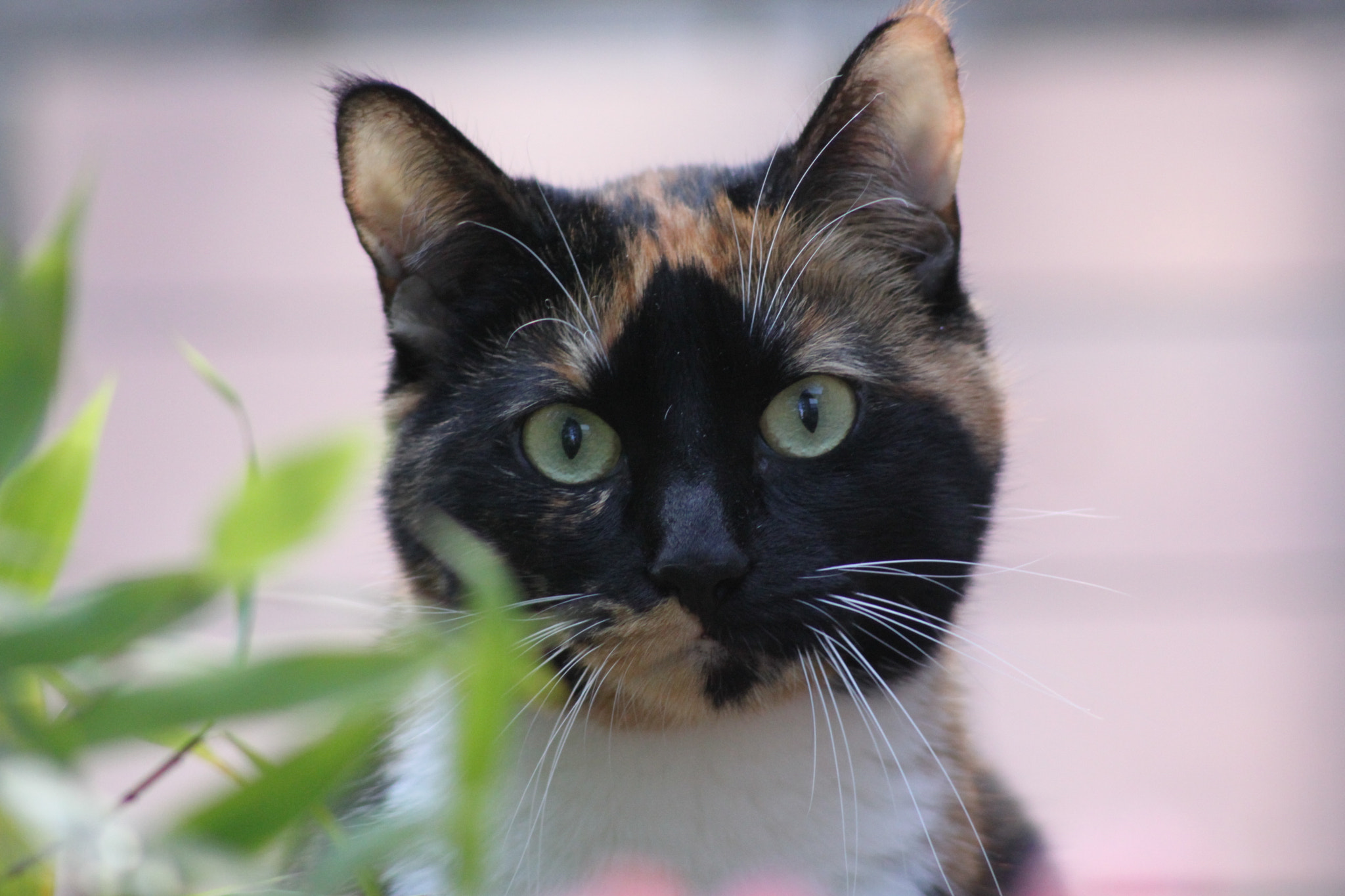 Canon EF 100-300mm F4.5-5.6 USM sample photo. Flocke photography