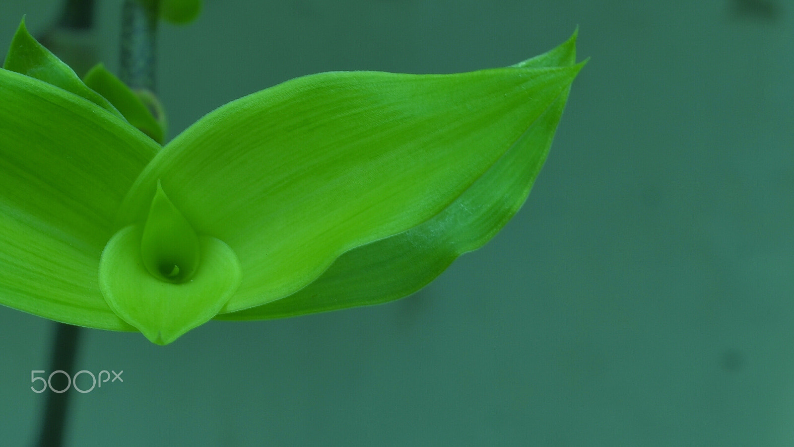 Nikon D7000 + AF Nikkor 50mm f/1.8 sample photo. Green photography