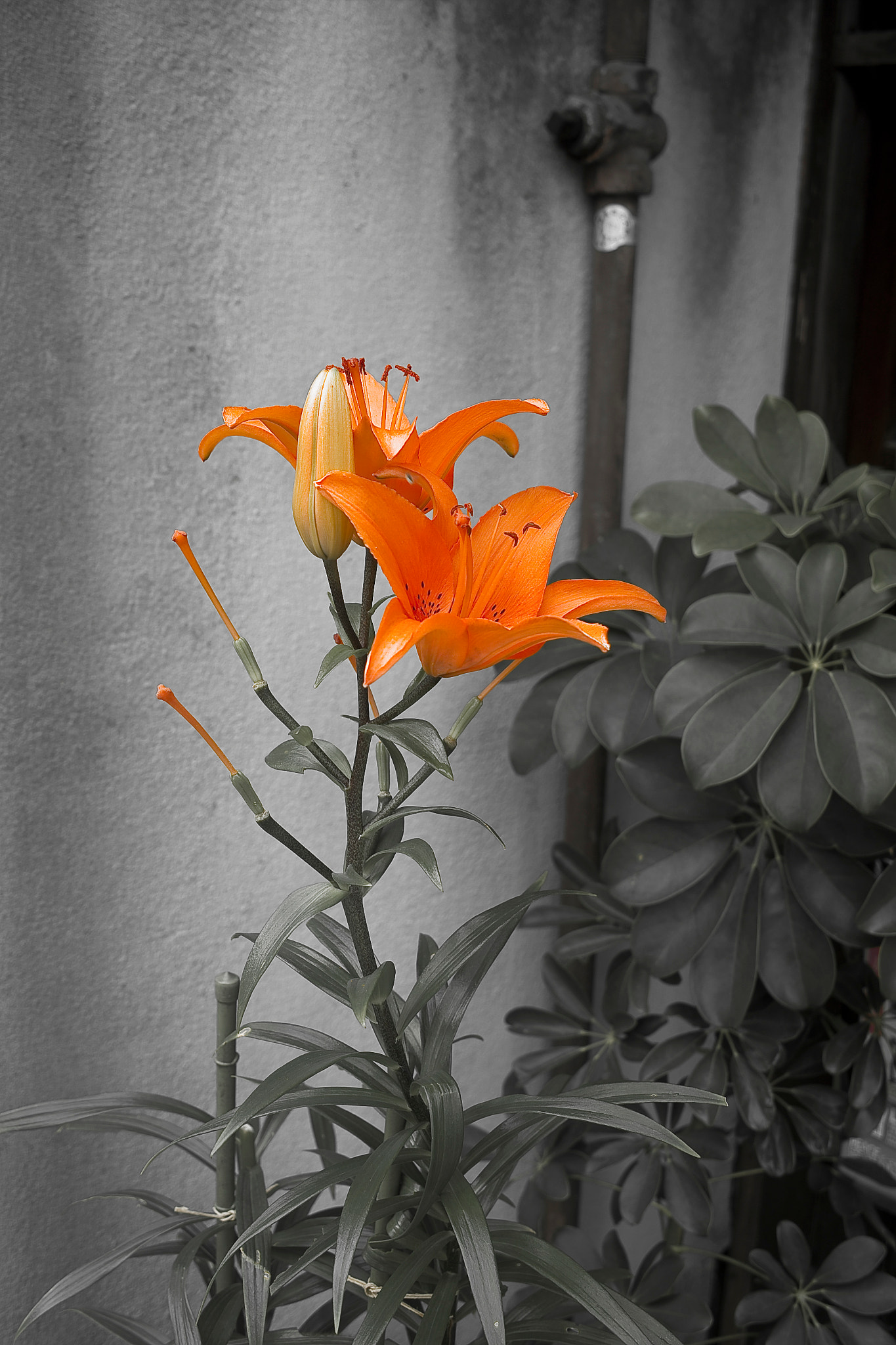 Sigma DP2 sample photo. Orange lily photography