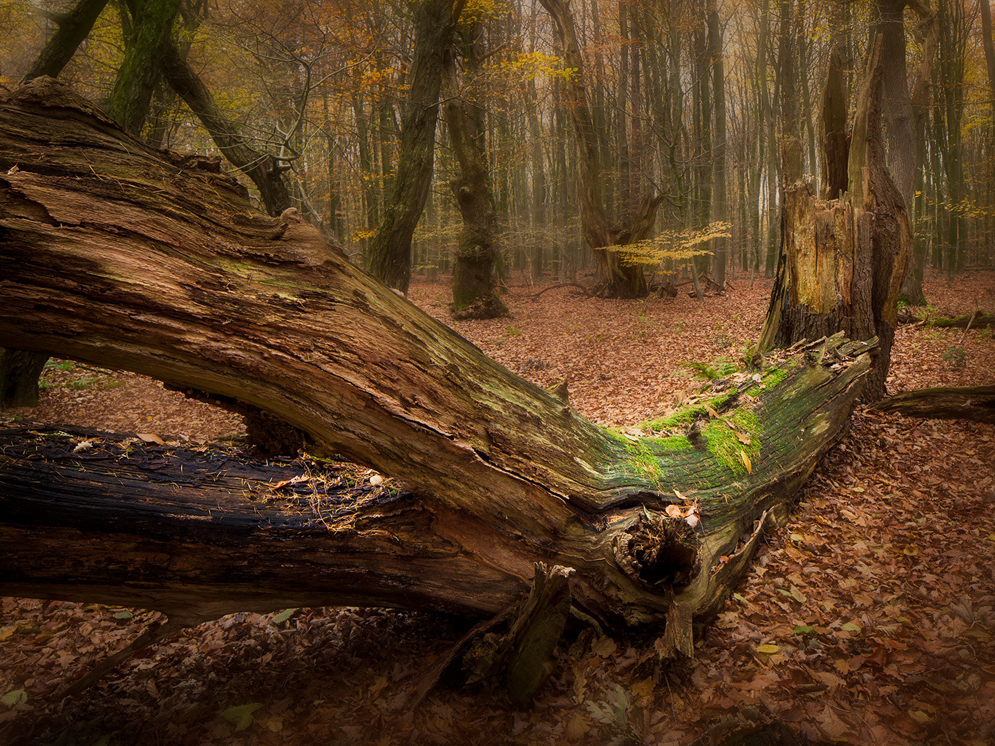 Canon EOS 5D Mark II + Canon TS-E 24.0mm f/3.5 L II sample photo. In a fairytale forest photography