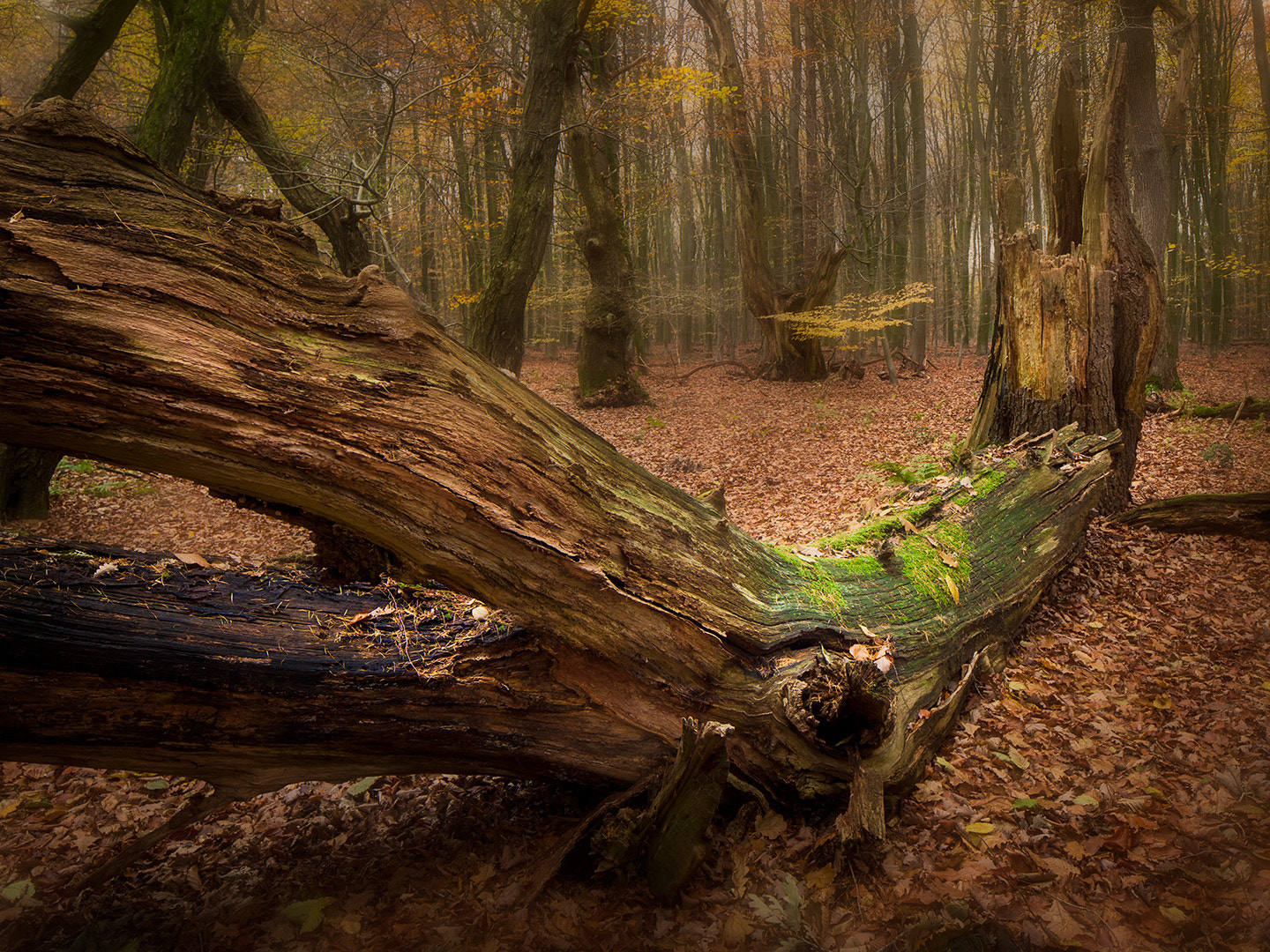 Canon TS-E 24.0mm f/3.5 L II sample photo. In a fairytale forest photography