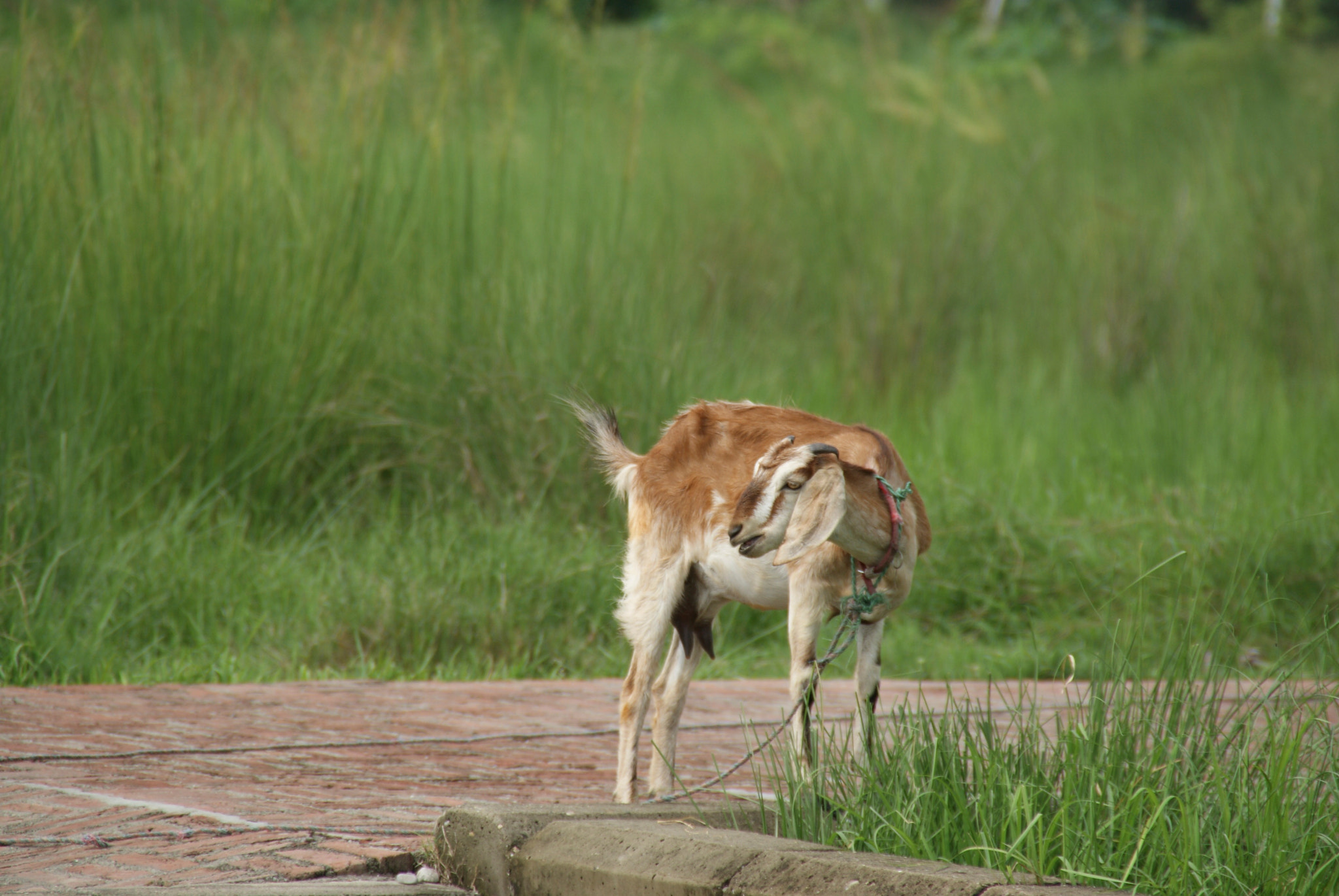 Sony DT 18-200mm F3.5-6.3 sample photo. Lumbini, nepal photography