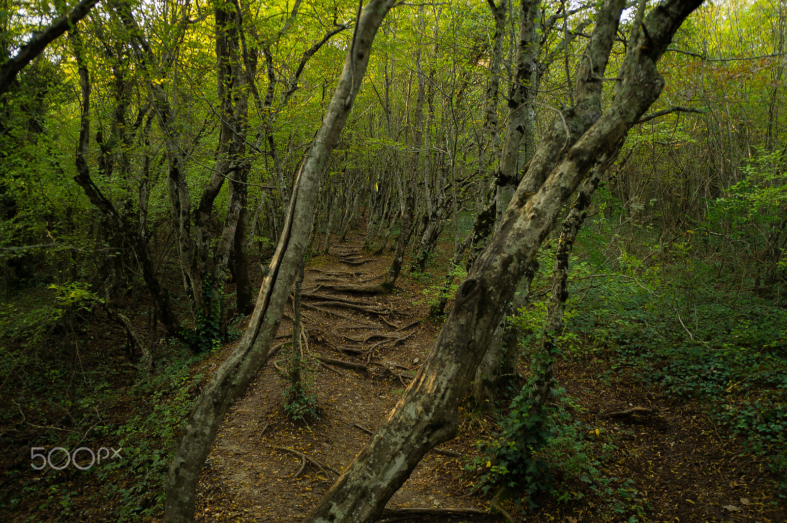 Sony DT 18-200mm F3.5-6.3 sample photo. Dense forest photography