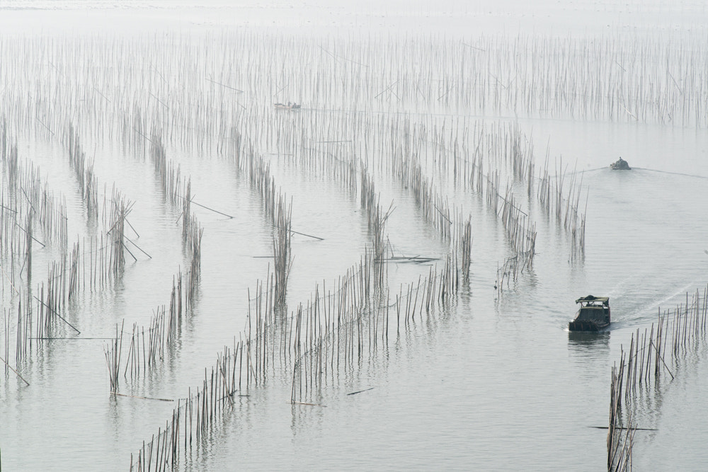 AF-S Zoom-Nikkor 80-200mm f/2.8D IF-ED sample photo. Algae farming photography
