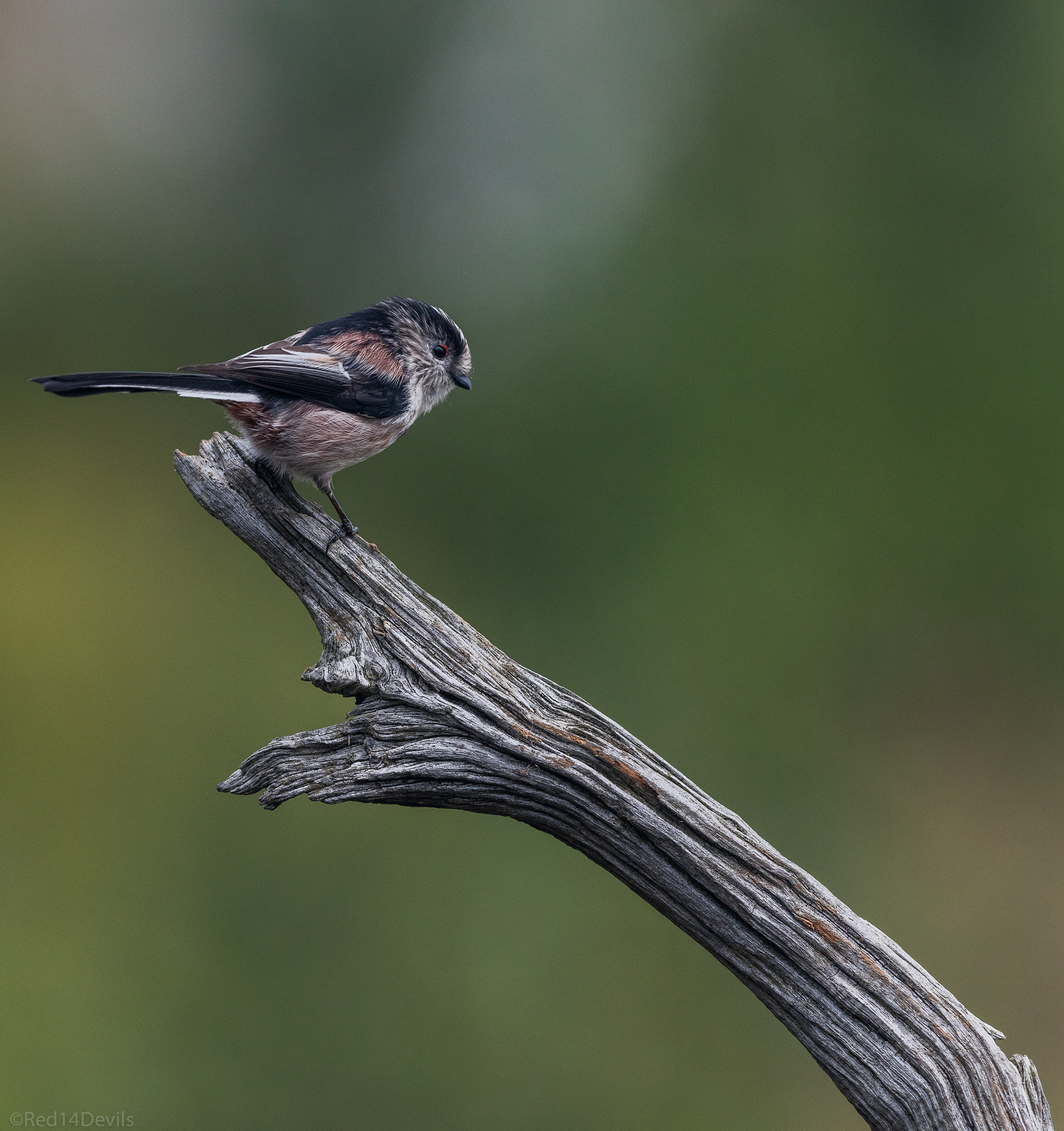 Canon EF 200-400mm F4L IS USM Extender 1.4x sample photo. Long-tailed tit photography