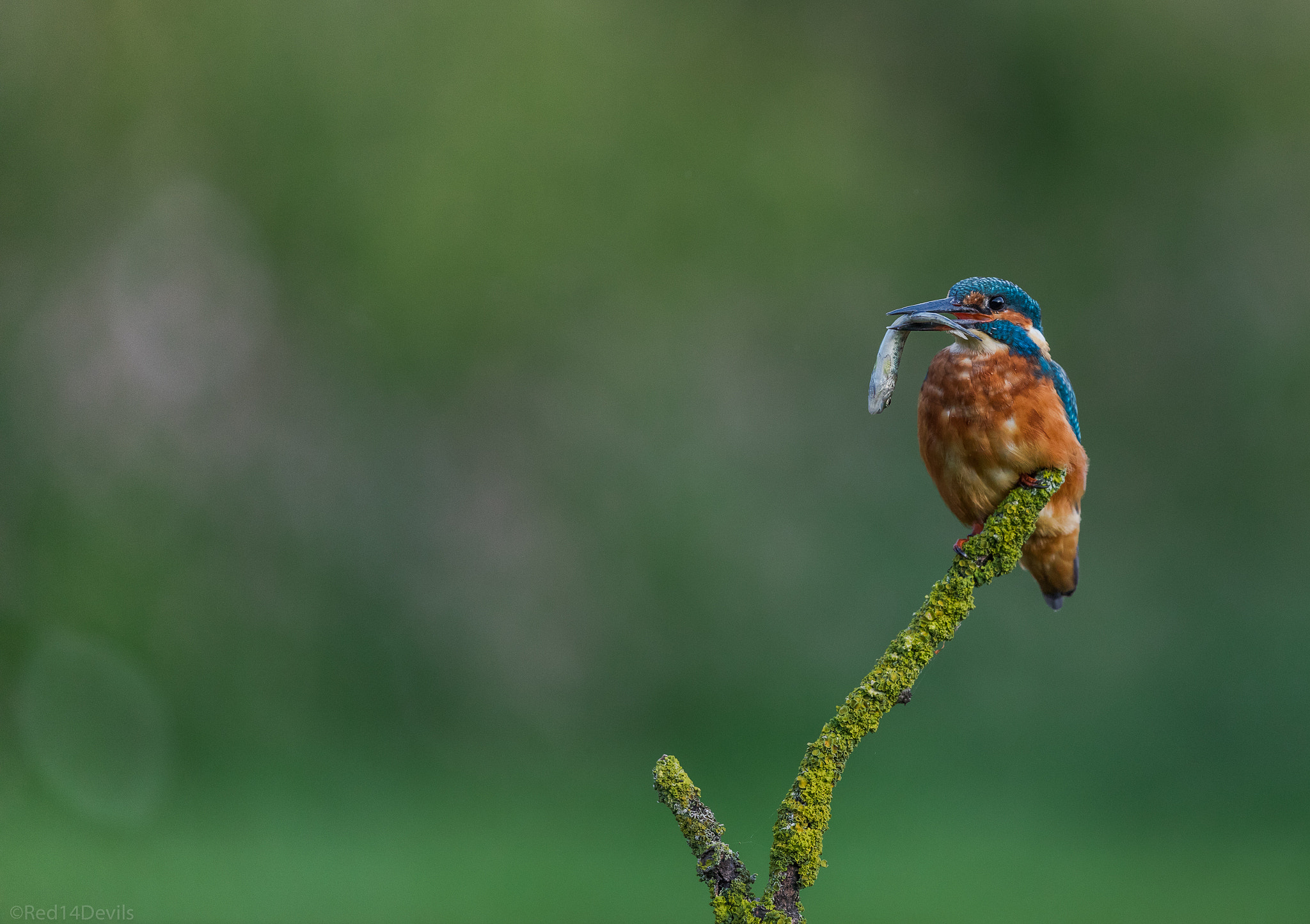 Canon EF 200-400mm F4L IS USM Extender 1.4x sample photo. Common kingfisher photography