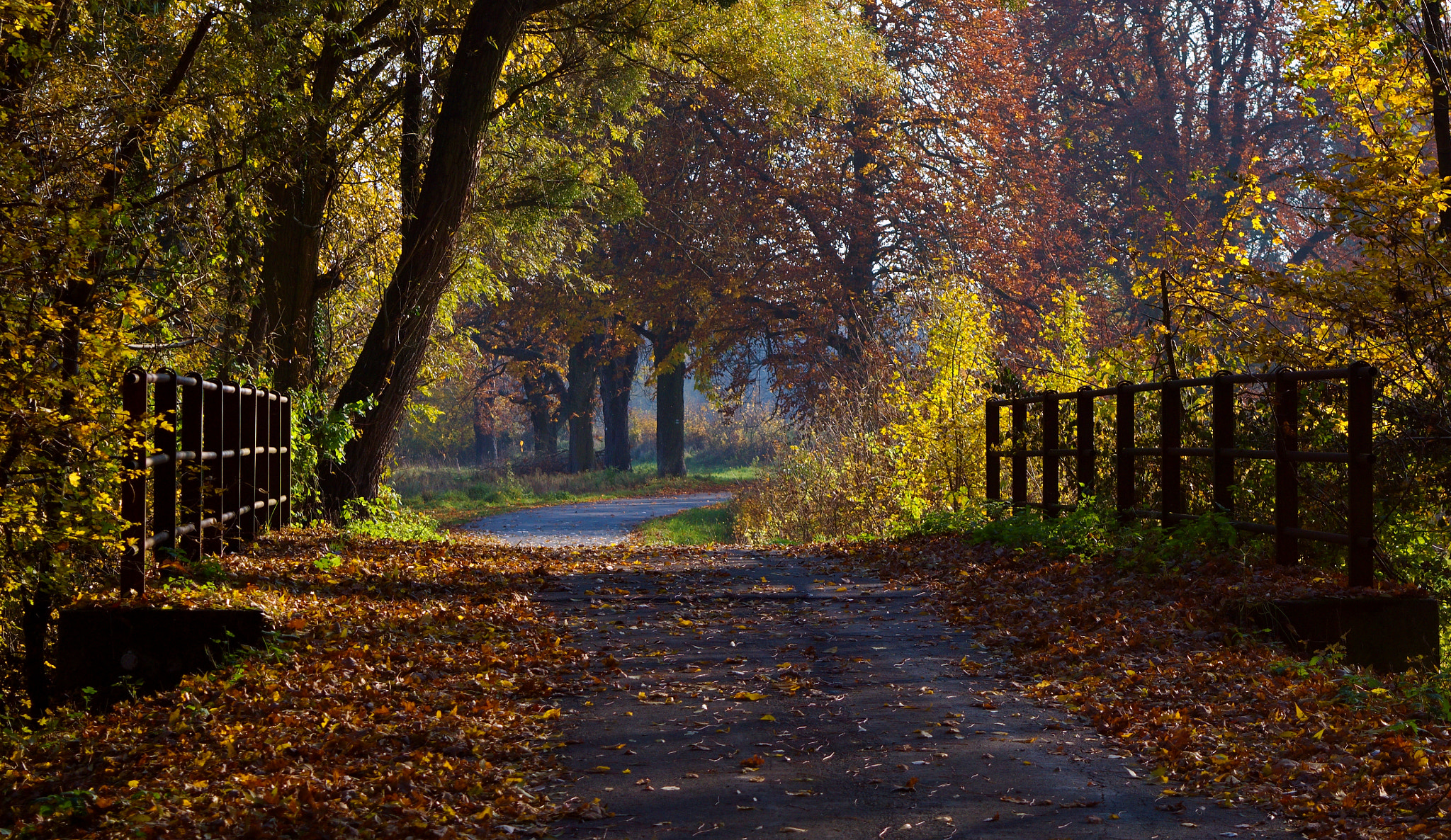 Nikon D3200 + 18.00 - 55.00 mm f/3.5 - 5.6 sample photo. Beautiful autumn photography