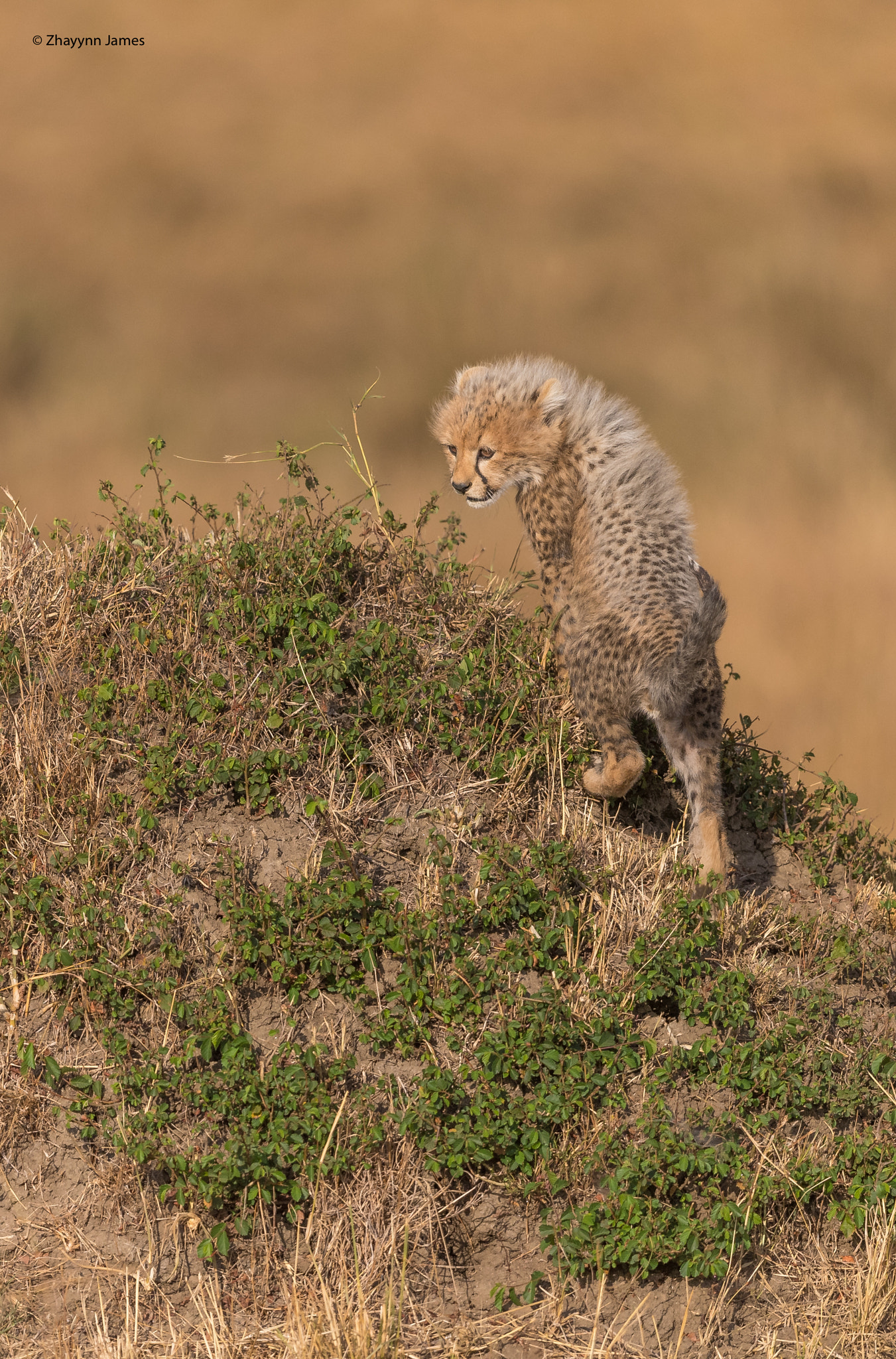 Nikon D5 + Nikon AF-S Nikkor 500mm F4G ED VR sample photo. King of the hill photography