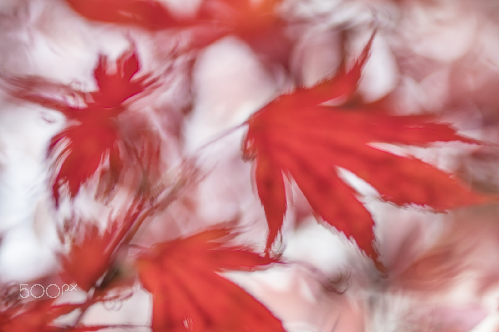 Canon EF 100mm F2.8 Macro USM sample photo. Autumn in red colors photography