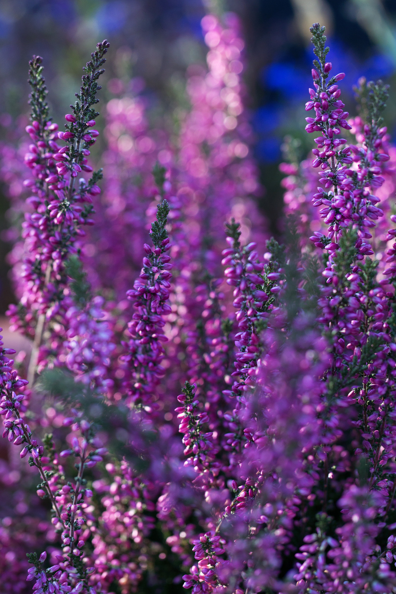 Canon EF 100mm F2.8L Macro IS USM sample photo. Magic heide photography