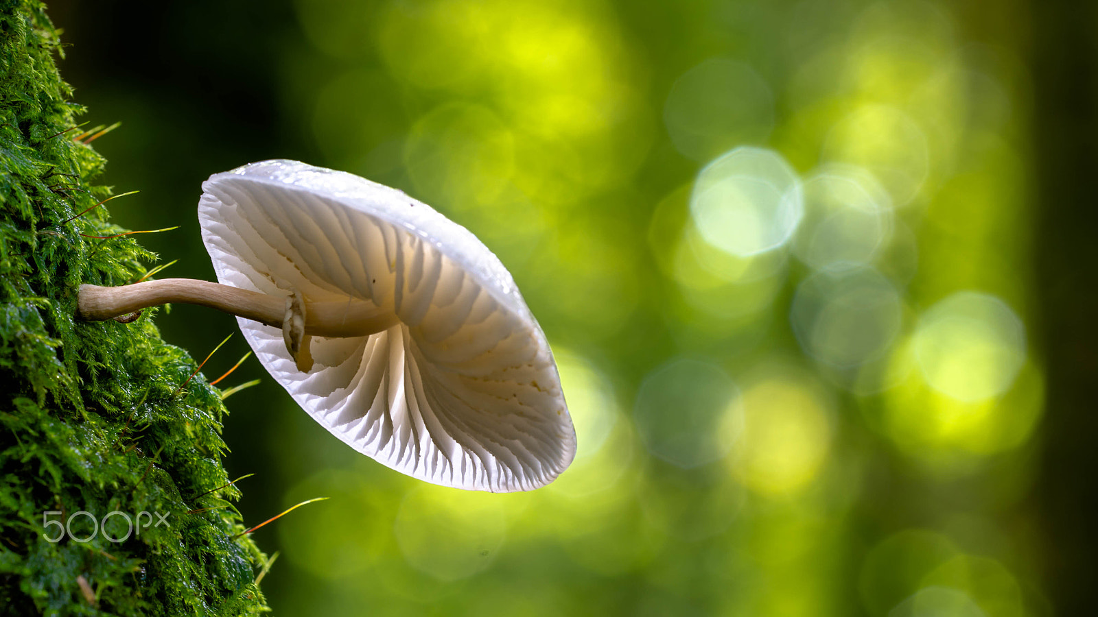 Sigma 150mm F2.8 EX DG OS Macro HSM sample photo. Oudemansiella mucida photography