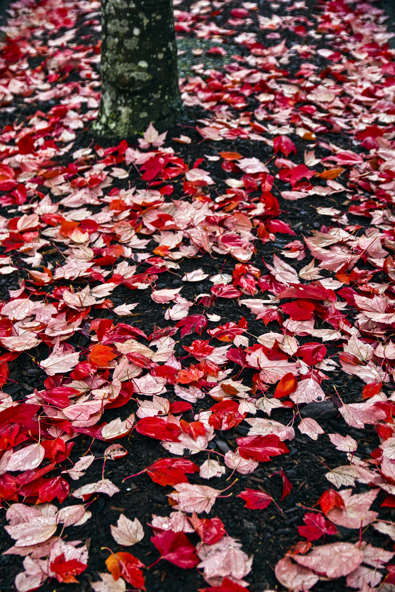Canon EOS 550D (EOS Rebel T2i / EOS Kiss X4) sample photo. Fallen photography