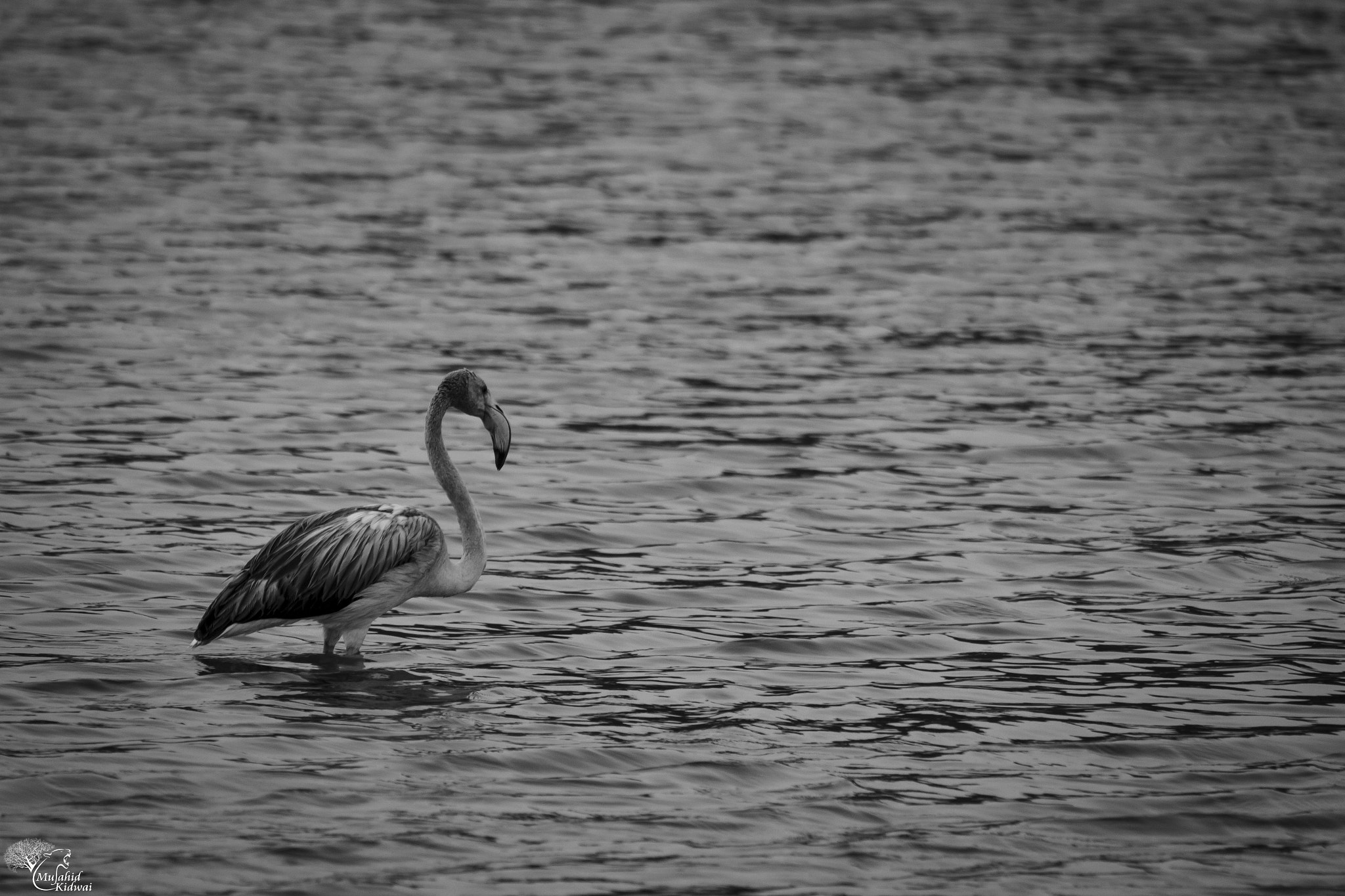 Sigma 150-500mm F5-6.3 DG OS HSM sample photo. Shades of grey photography