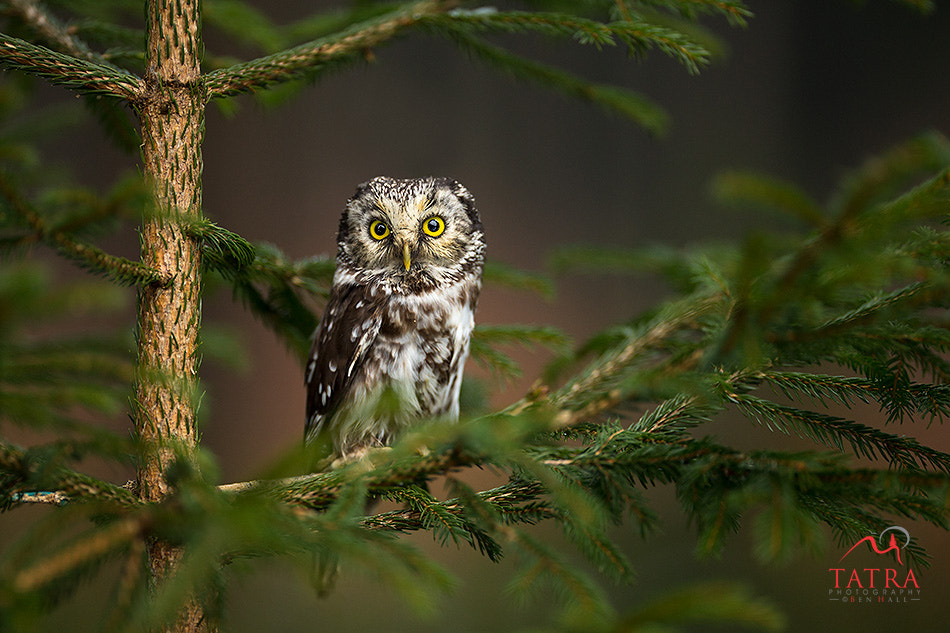 Canon EOS-1D X + Canon EF 200mm F2L IS USM sample photo. Boreal owl photography