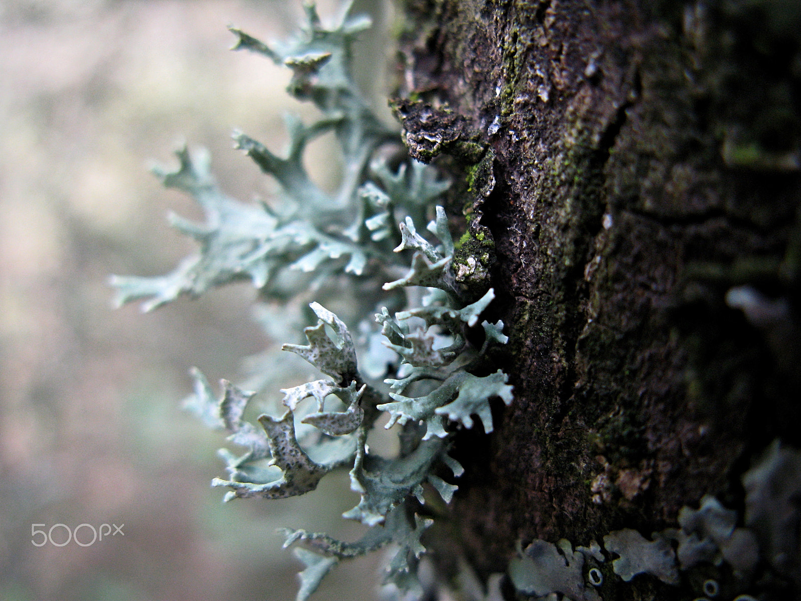Canon POWERSHOT G7 sample photo. Lichen photography