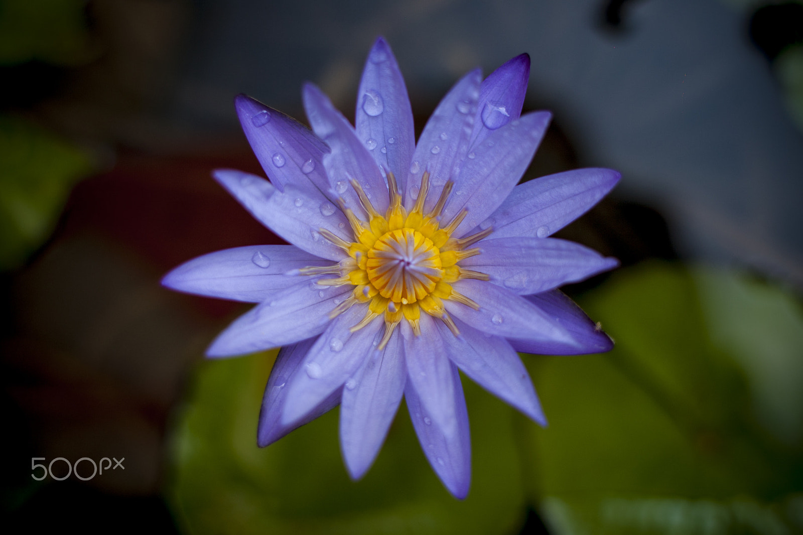 Canon EF 28mm F1.8 USM sample photo. Water lily | huong son, my duc photography