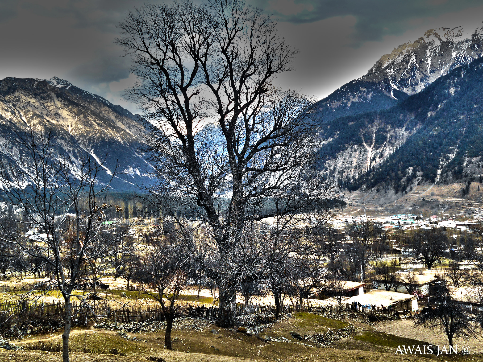 Nikon Coolpix L28 sample photo. Beautiful tree photography