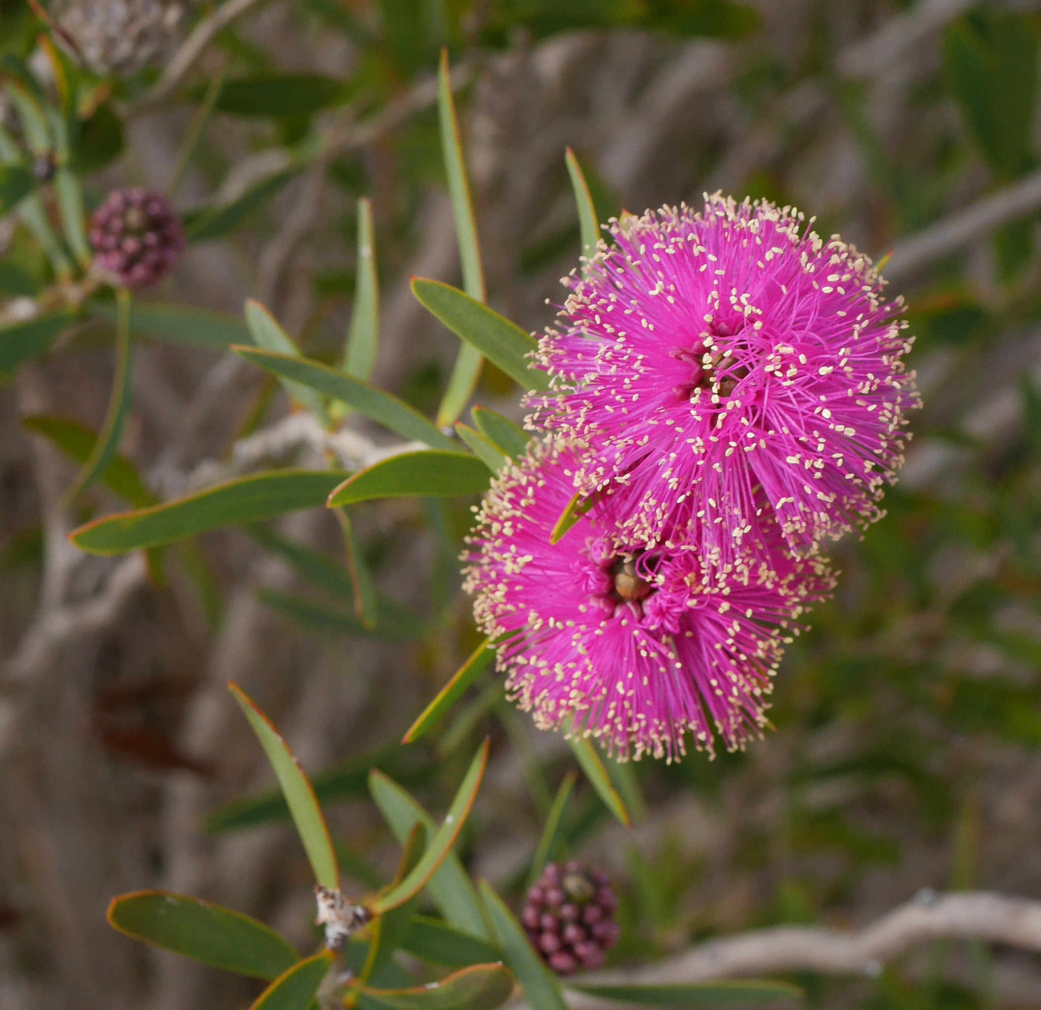 Panasonic Lumix DMC-GX7 + Panasonic Lumix G Macro 30mm F2.8 ASPH Mega OIS sample photo. Malaleuca conothamoides. photography