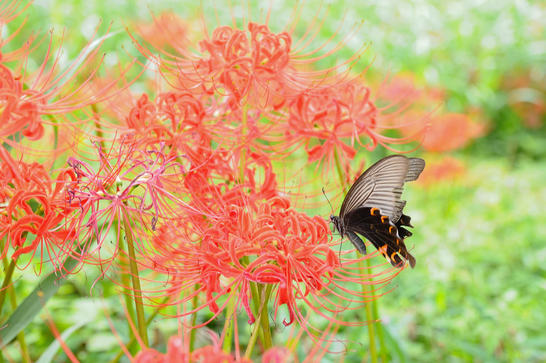 Nikon D300S sample photo. Spider lily & black butterfly photography