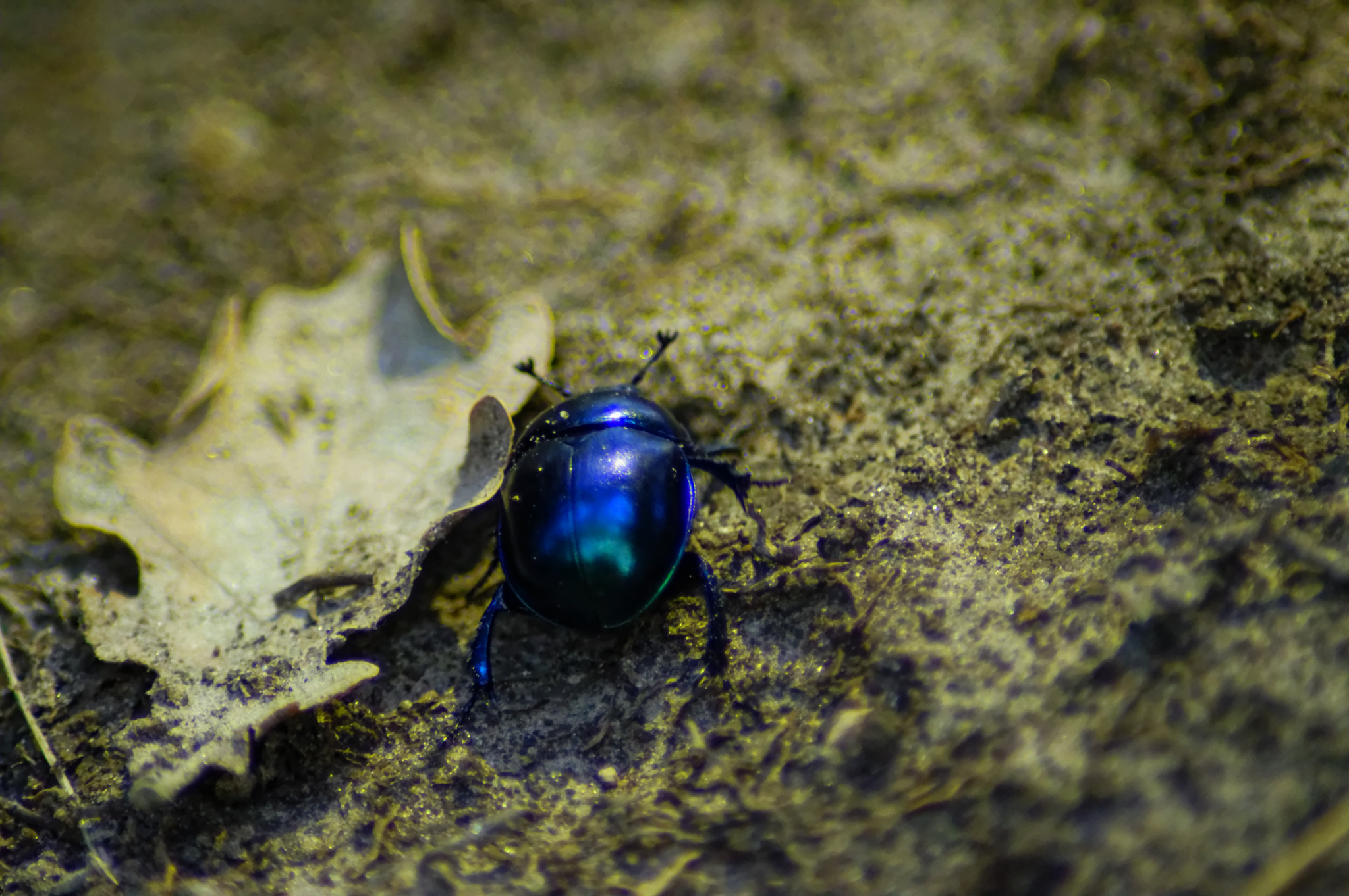 Nikon D3200 sample photo. Bug photography
