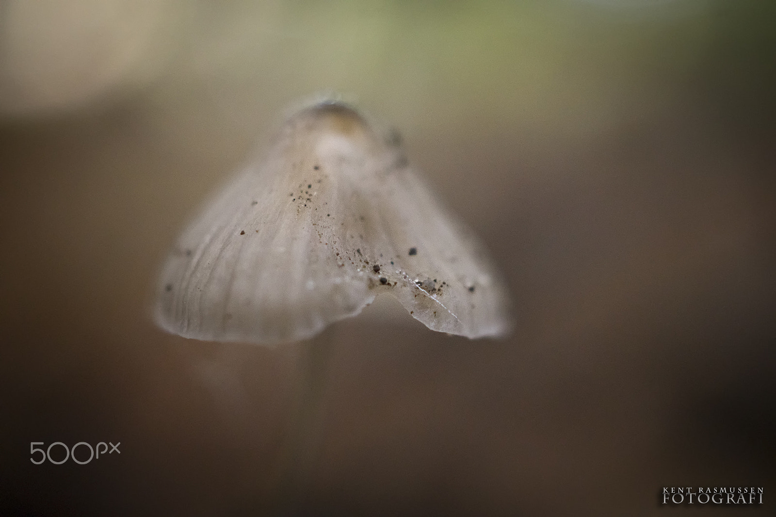 Sony DT 30mm F2.8 Macro SAM sample photo. Softness photography