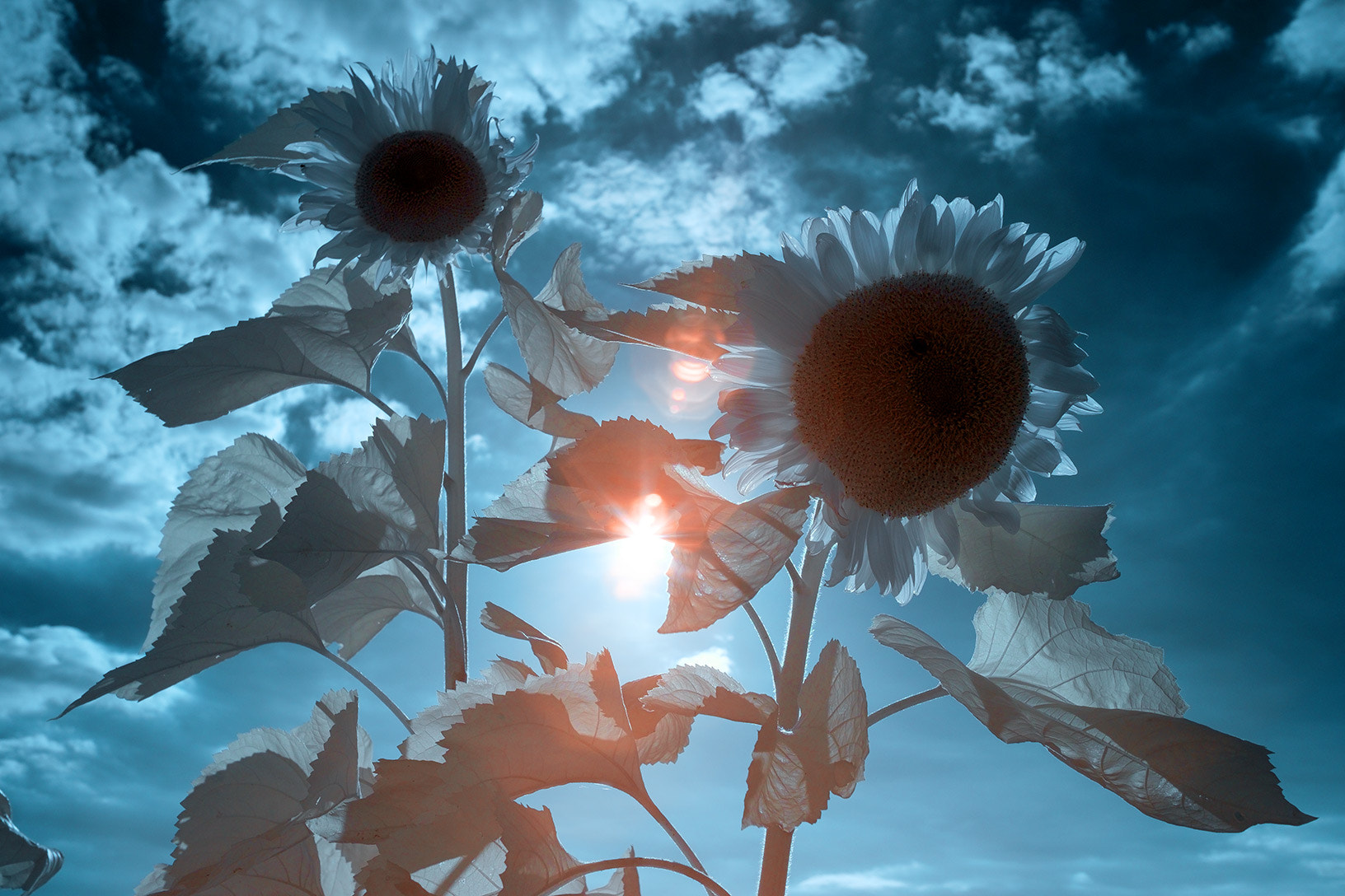 Fujifilm X-E1 + Fujifilm XF 23mm F1.4 R sample photo. The other sunflowers photography