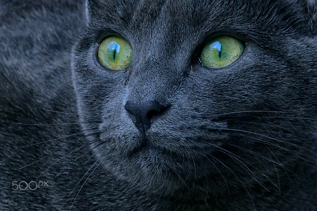 Canon EF 100mm F2.8 Macro USM sample photo. The green eyes blue cat photography