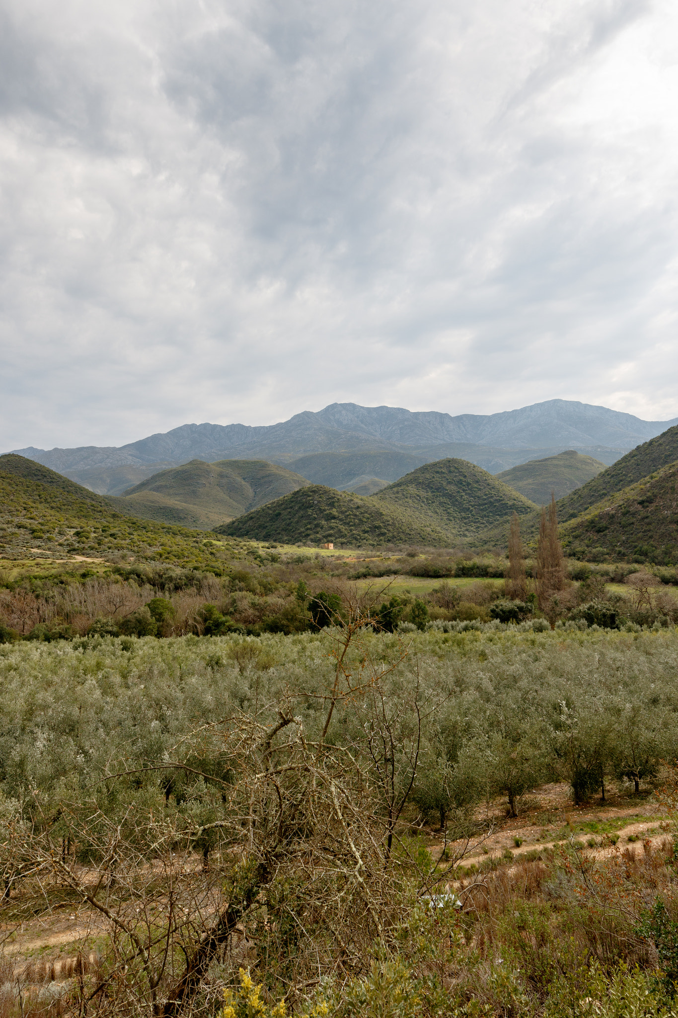 Canon EF 300mm f/2.8L sample photo. Portrait - green orchard view with mountains and moody clouds photography
