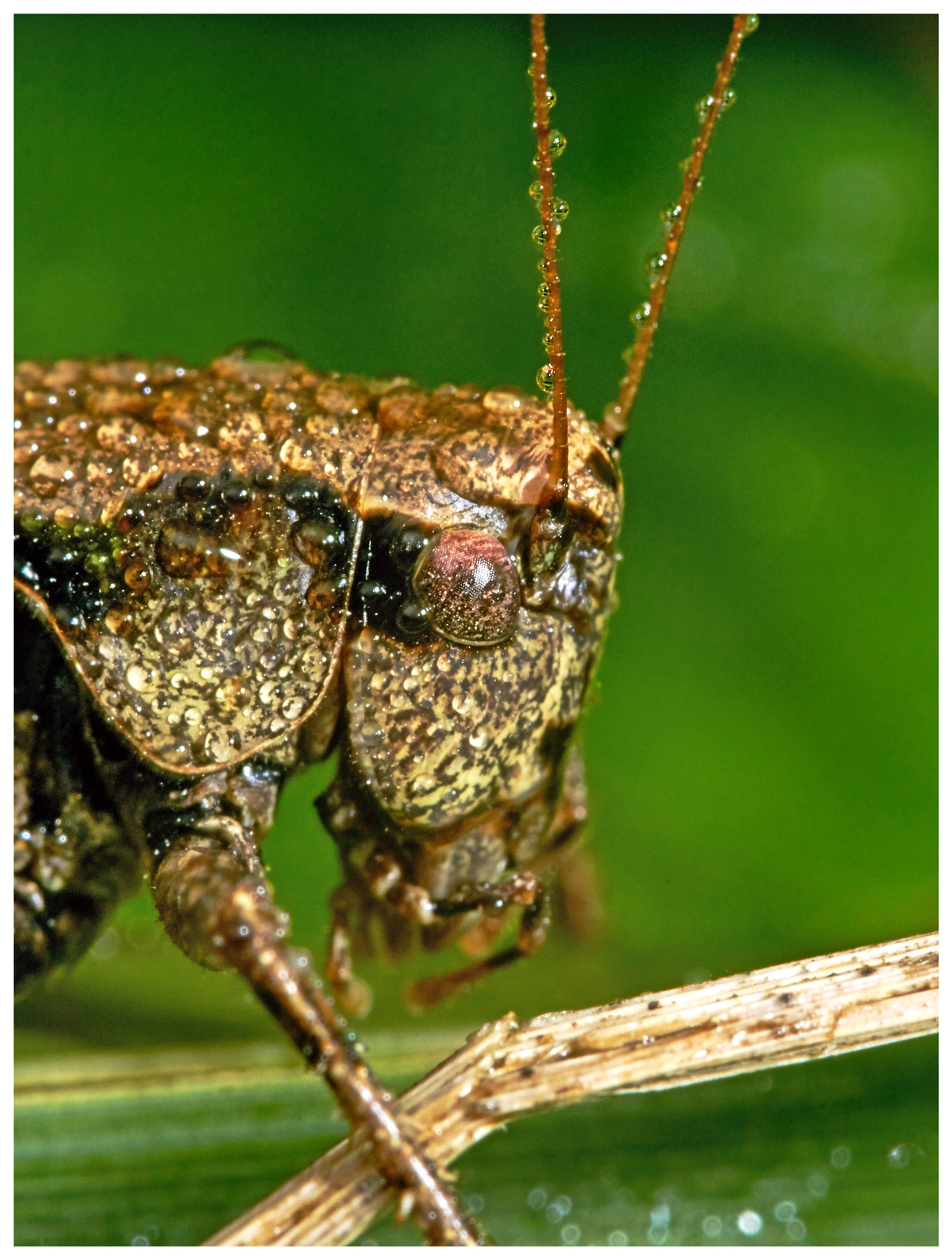 147mm F4 sample photo. Caught in a shower. photography