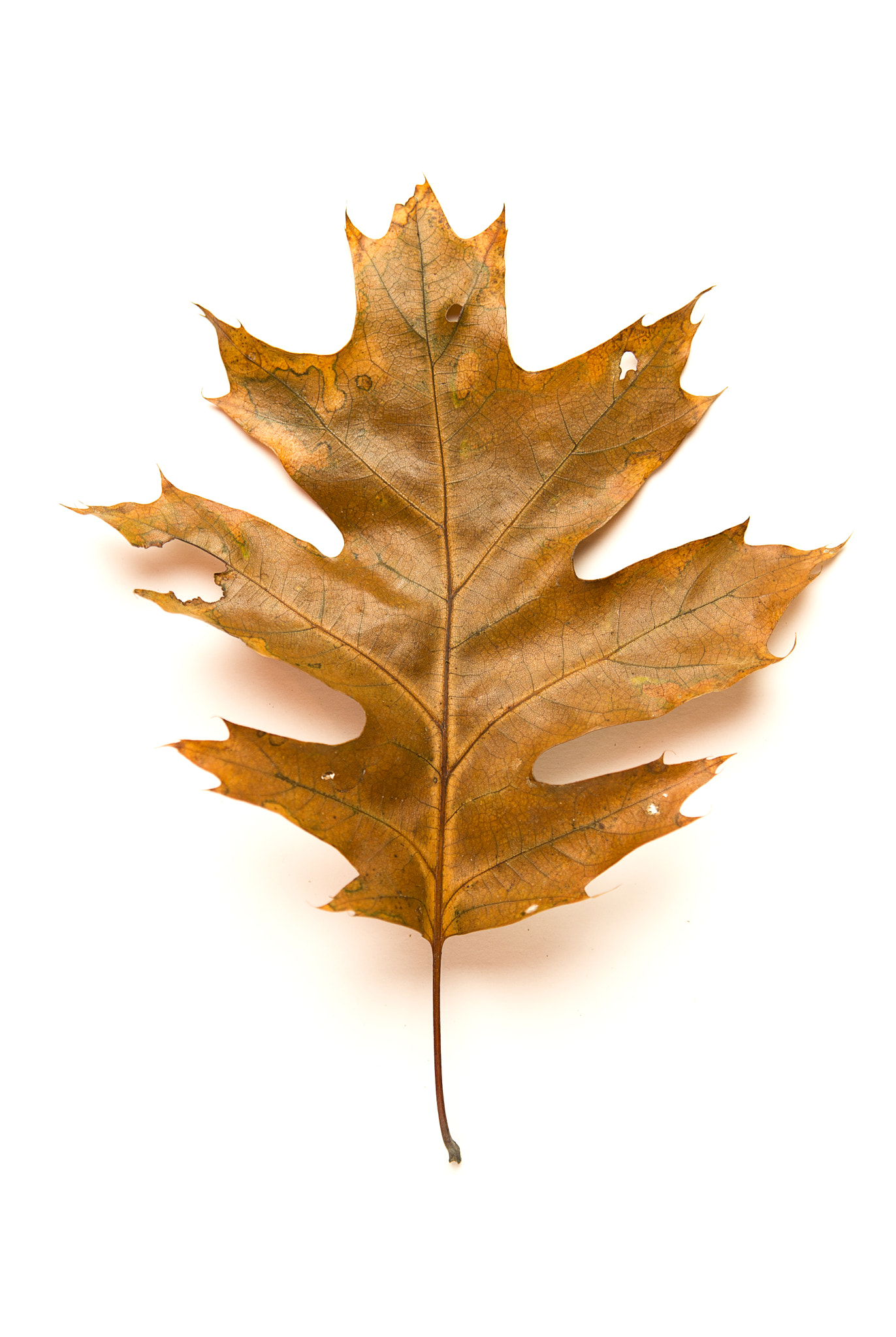 Nikon D800 sample photo. Fallen autumn leaf of a oak tree on white photography