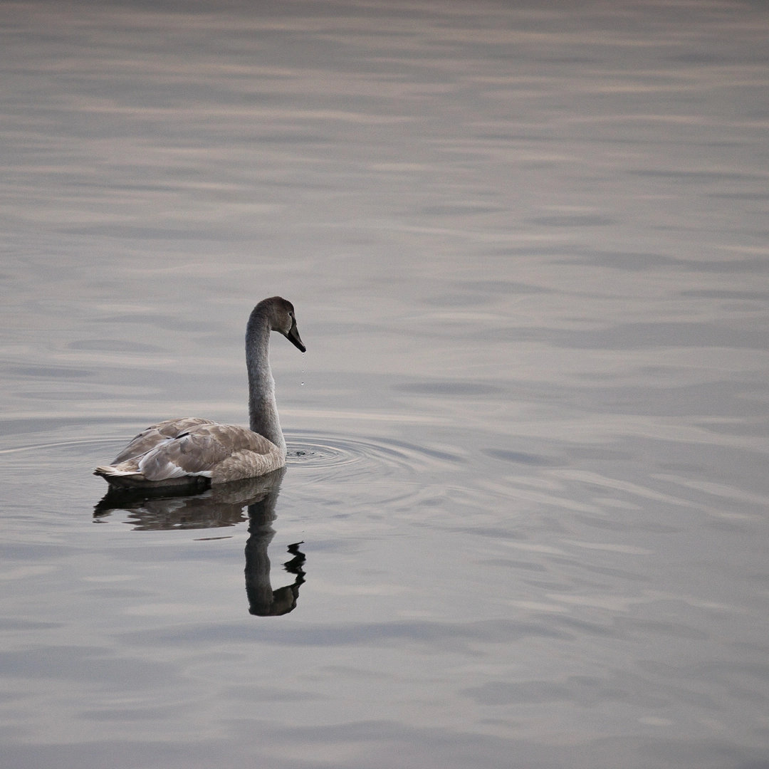 Canon EF 300mm F4L IS USM sample photo. Untitled photography