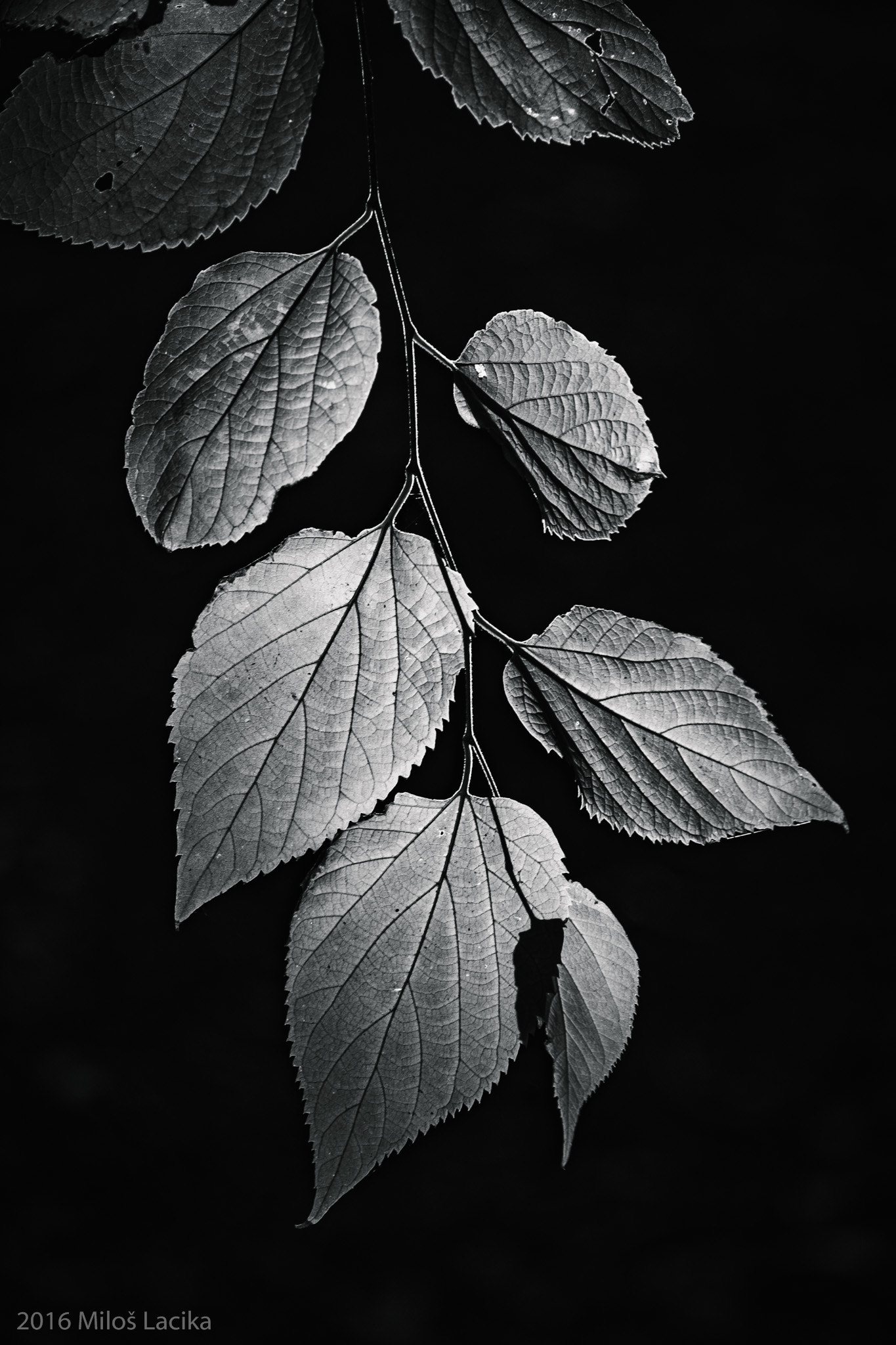 Fujifilm XF 55-200mm F3.5-4.8 R LM OIS sample photo. Bw leaf photography