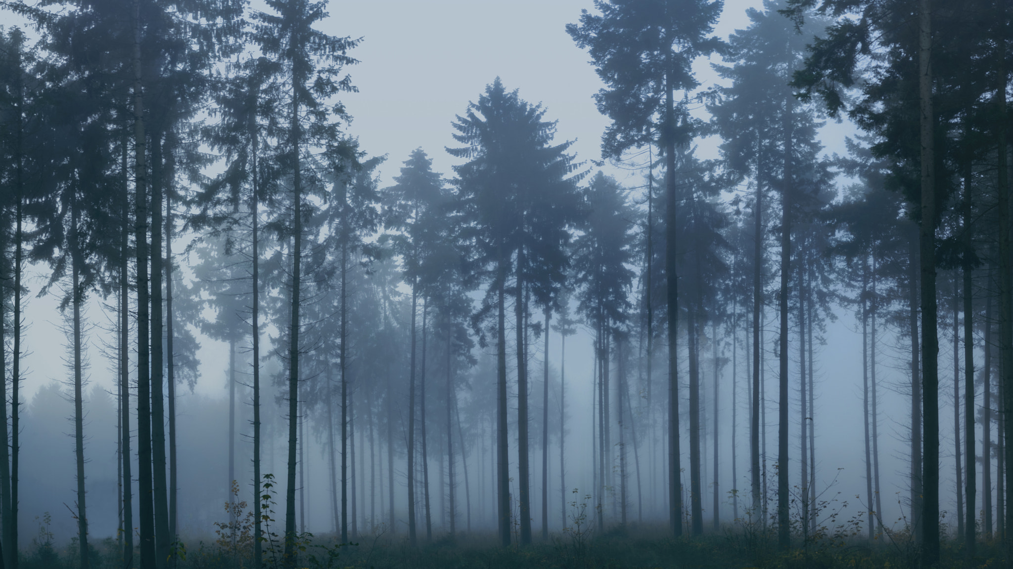 Nikon D600 + Nikon AF-S Nikkor 28mm F1.8G sample photo. Misty forest in autumn photography