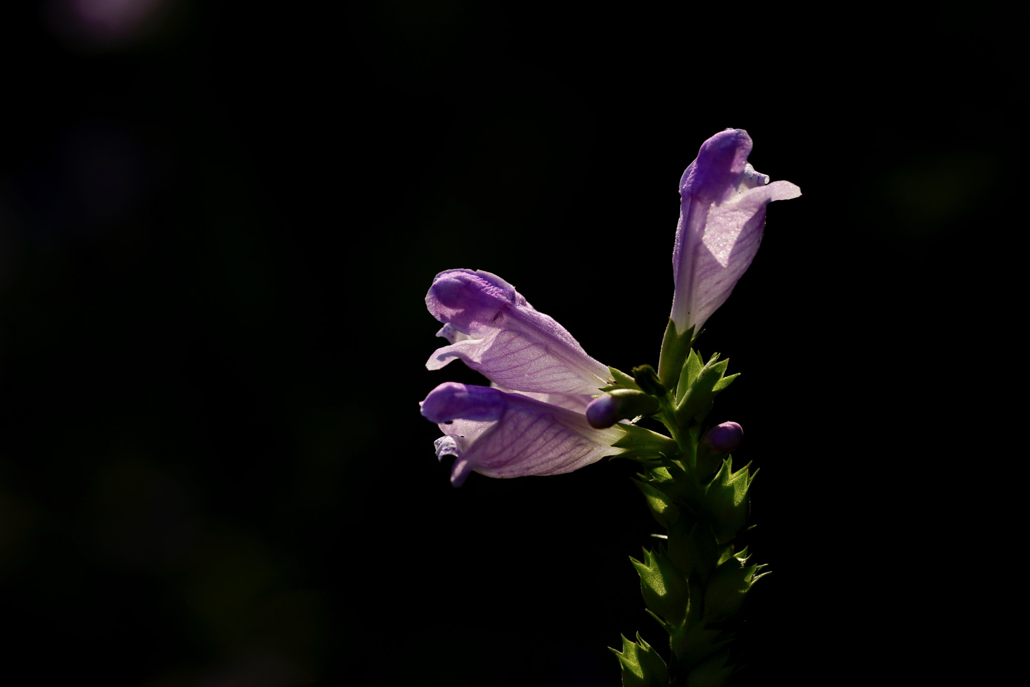 Sony a7 II + Sony FE 90mm F2.8 Macro G OSS sample photo. 光之魅 photography