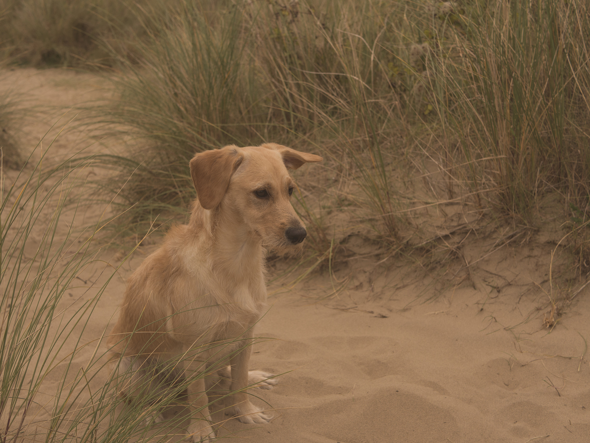 Olympus OM-D E-M10 + LUMIX G 25/F1.7 sample photo. Lexi at the beach photography