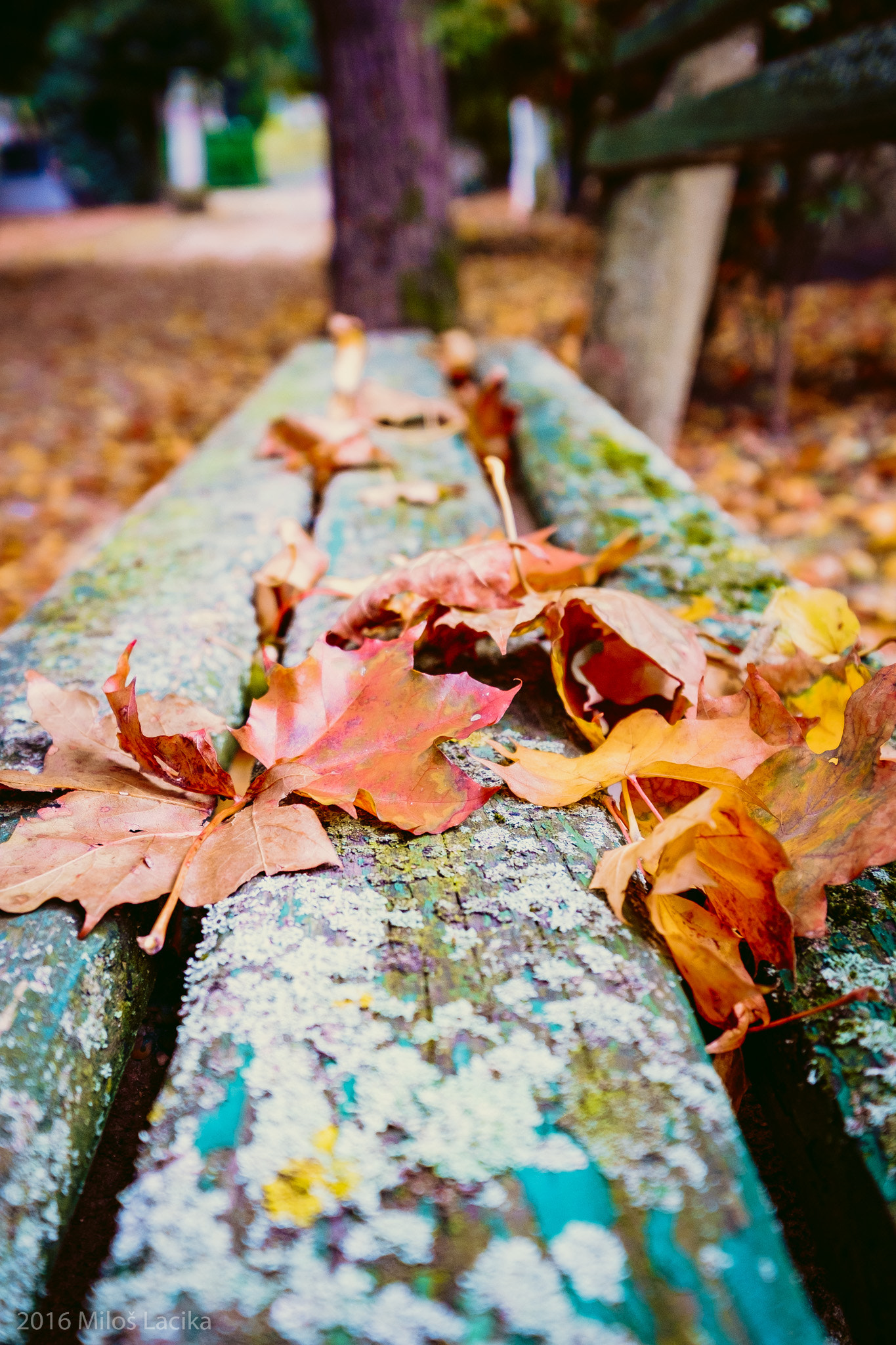Fujifilm XF 10-24mm F4 R OIS sample photo. Colorfull leaves photography