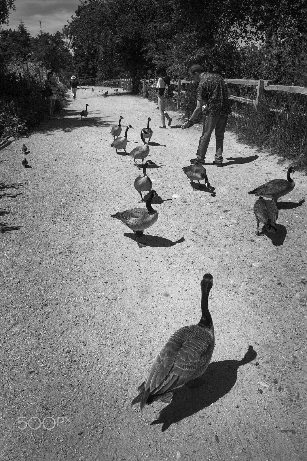 Canon EOS-1Ds Mark III sample photo. Canada goose photography