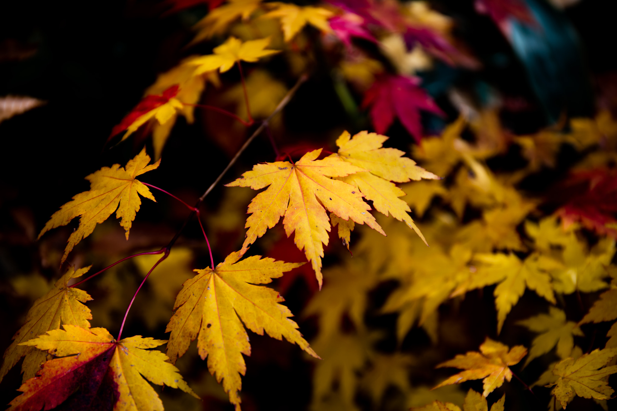Canon EF 24-70mm F4L IS USM sample photo. Maple leaf photography