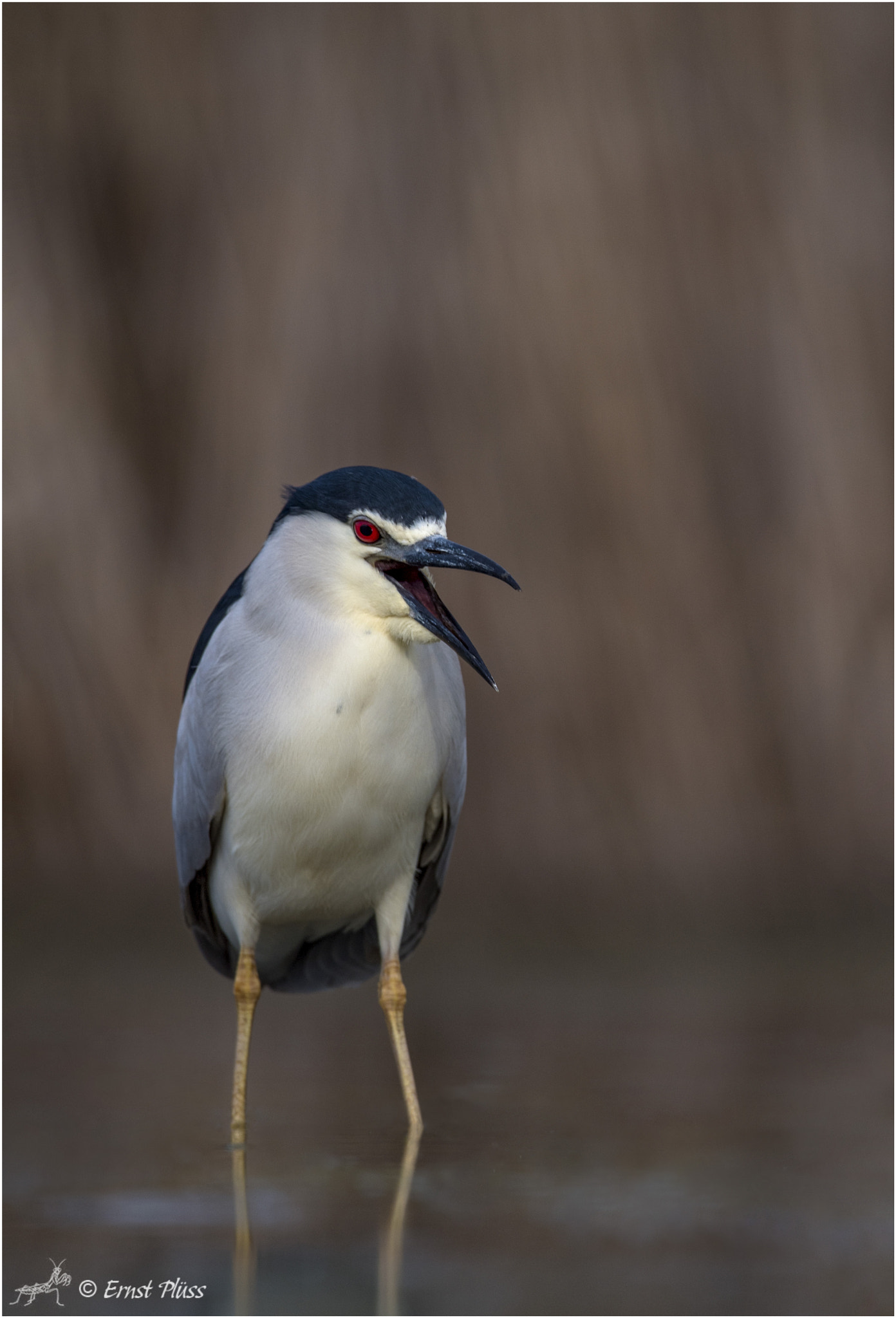 Nikon D5 sample photo. Black-crowned night heron photography