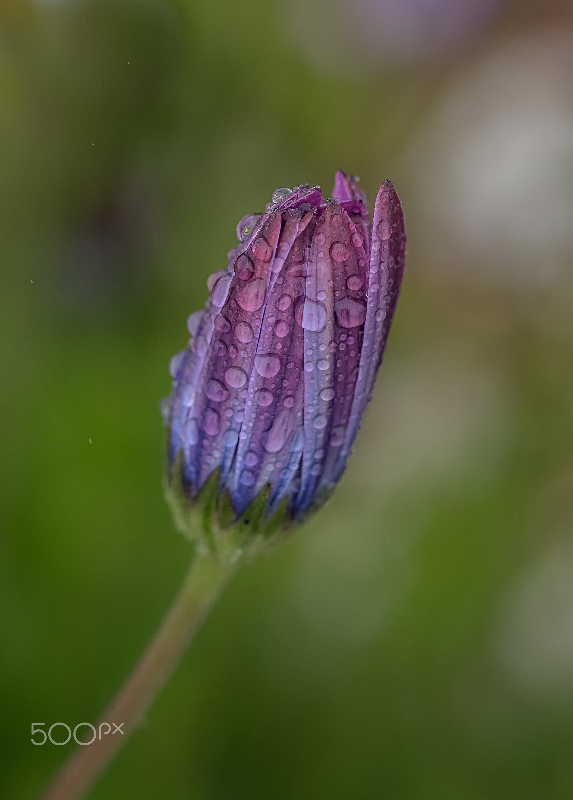 Olympus M.Zuiko Digital ED 60mm F2.8 Macro sample photo. Raindrops on...osteospermum! photography