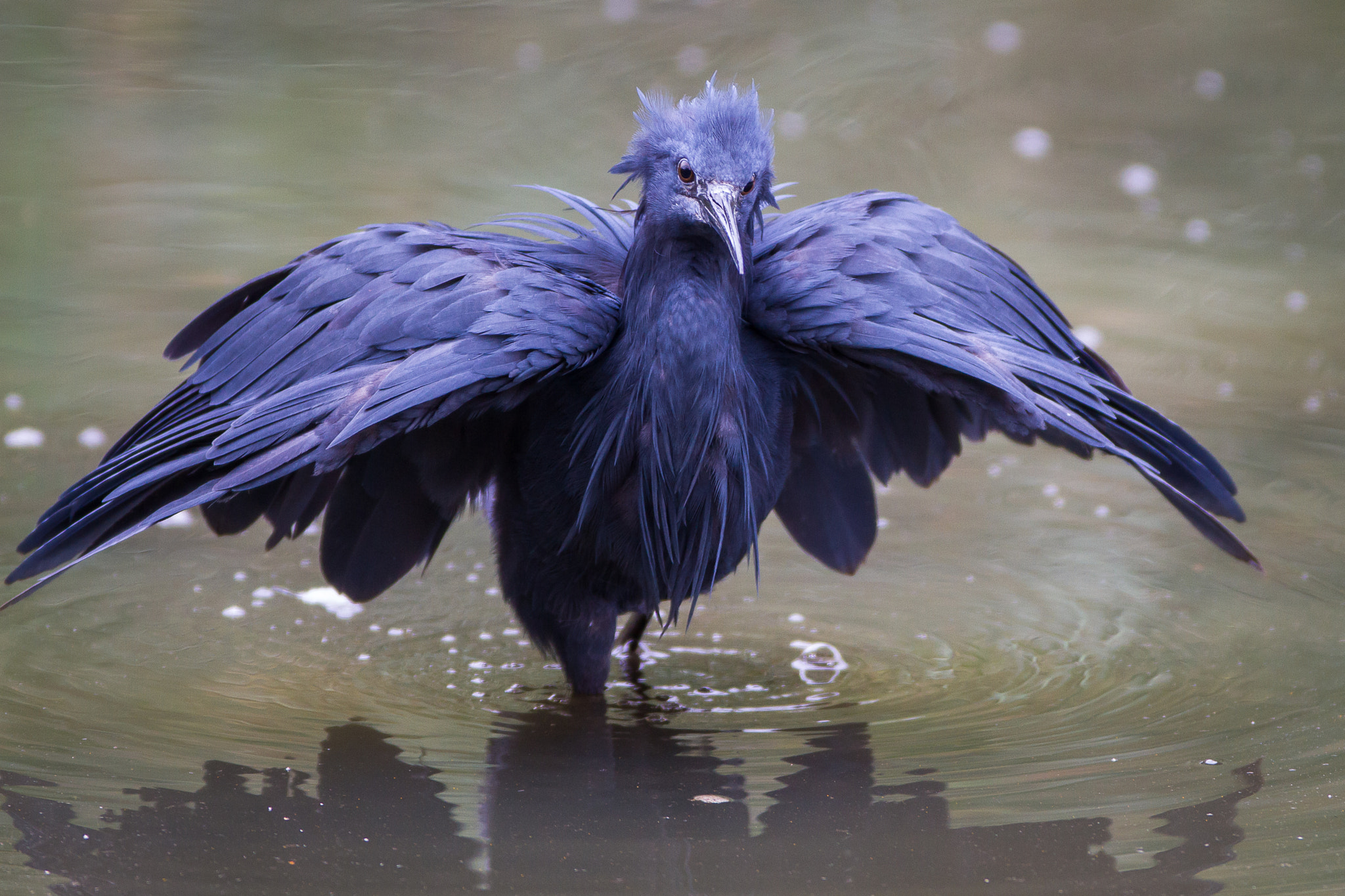 Canon EOS 7D + Canon EF 600mm f/4L IS sample photo. Black egret photography