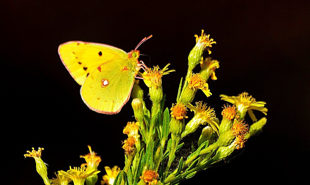 Nikon D7100 + Sigma 70-300mm F4-5.6 APO Macro Super II sample photo. Colias crocea - sarı azamet photography