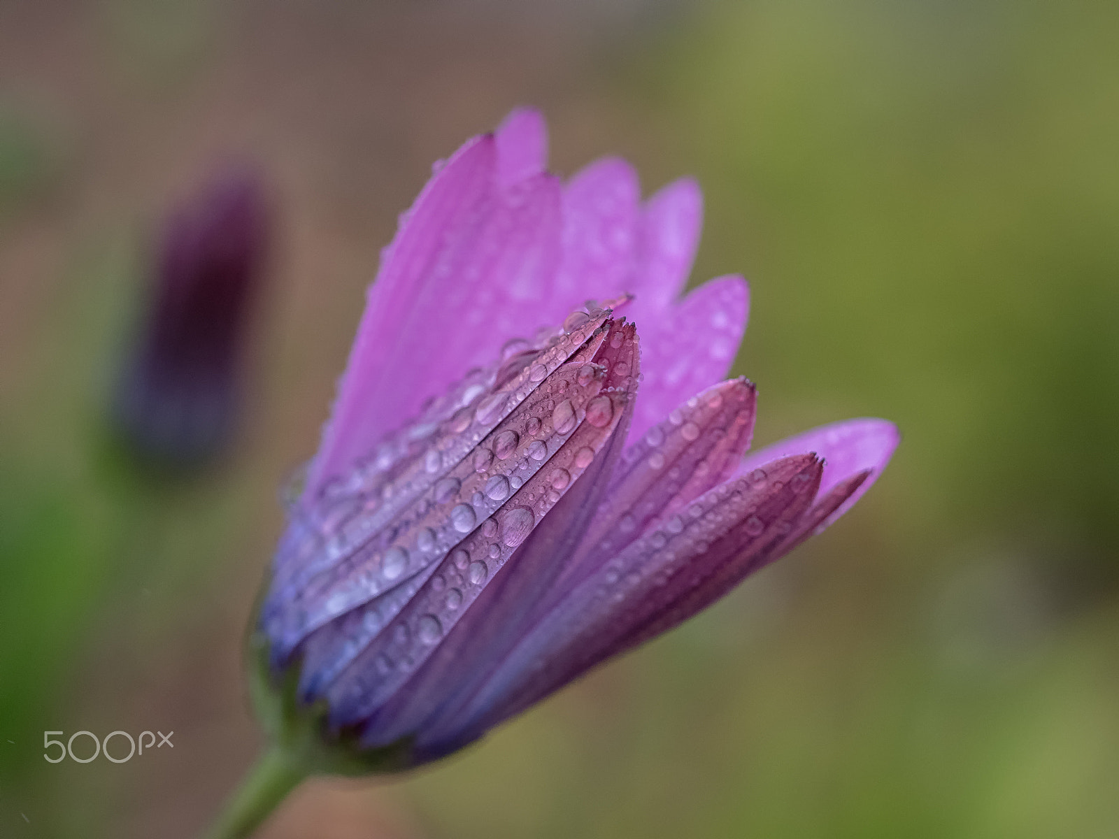 Olympus M.Zuiko Digital ED 60mm F2.8 Macro sample photo. Springtime showers photography